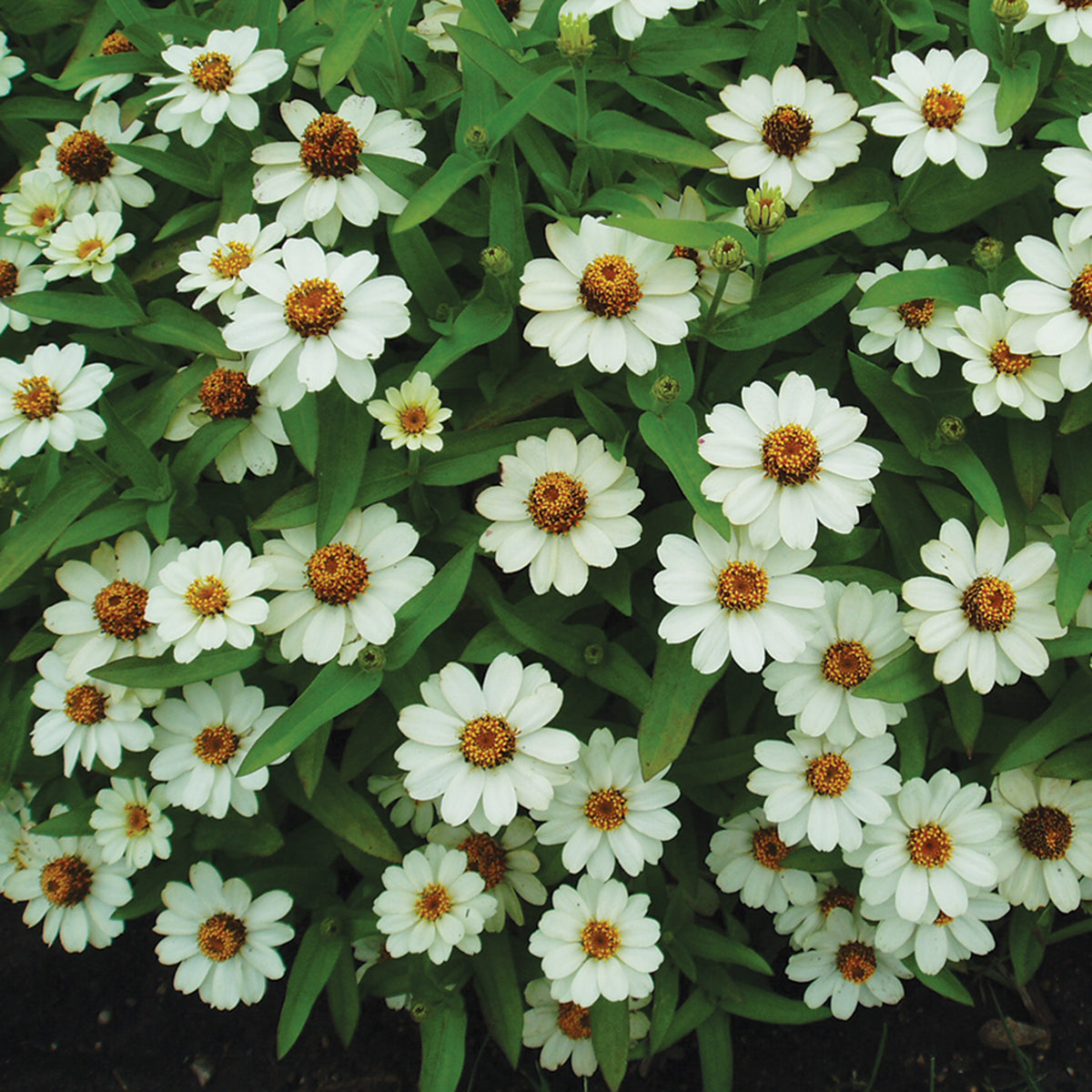Zinnia, Profusion White Hybrid