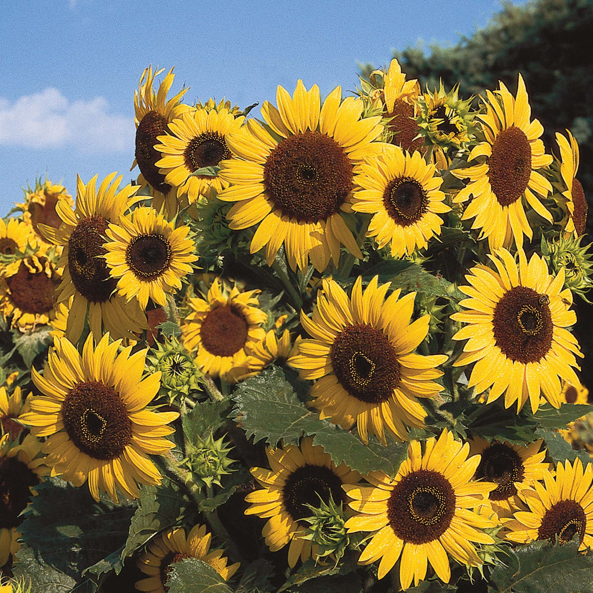 Sunflower, Waooh!