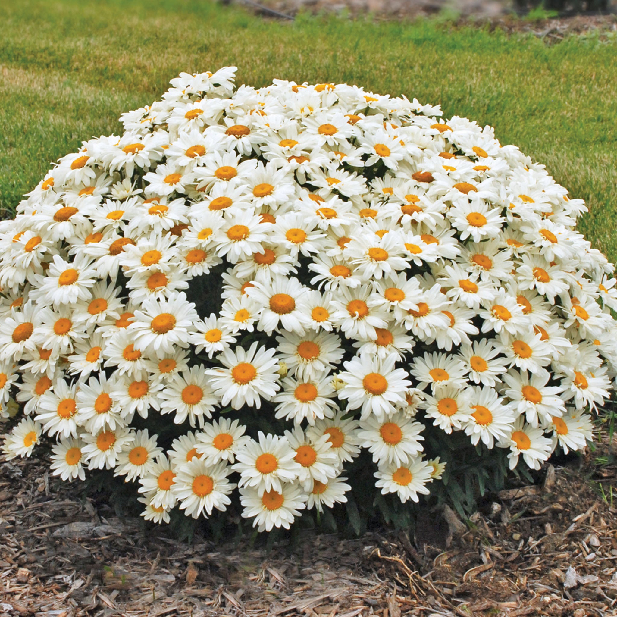 Shasta Daisy, Whoops-A-Daisy