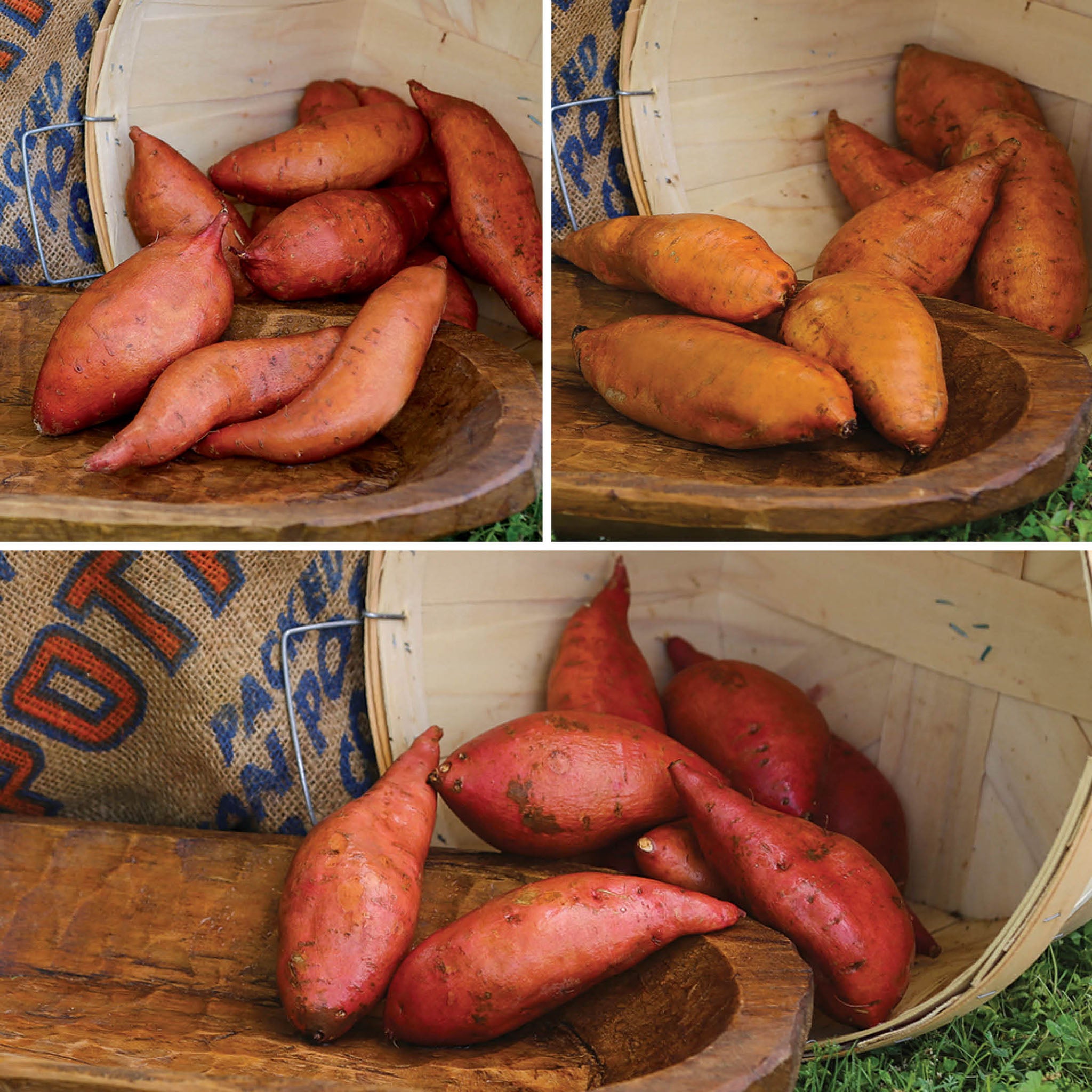 Northern Sweet Potato Collection