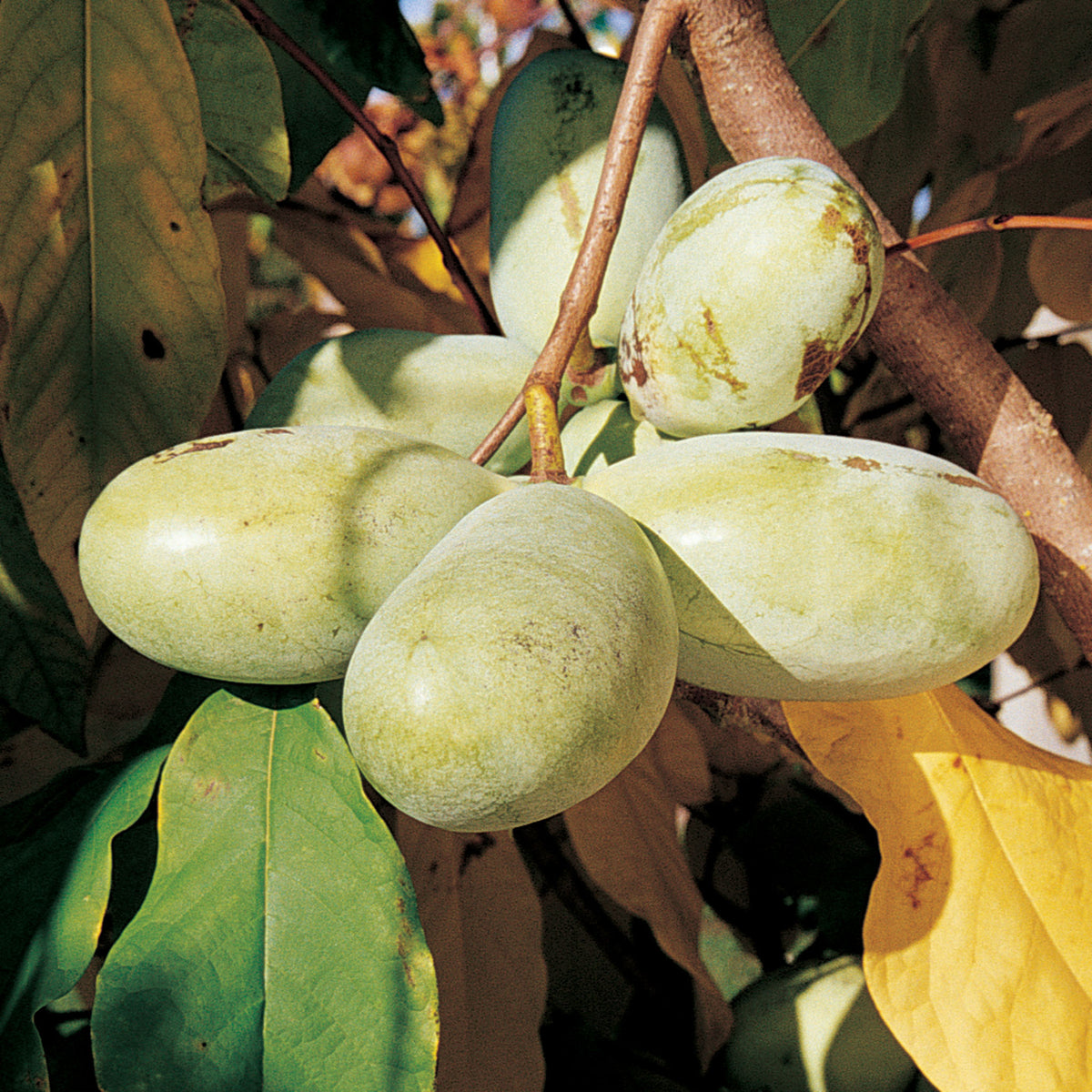 Pawpaw, Prolific