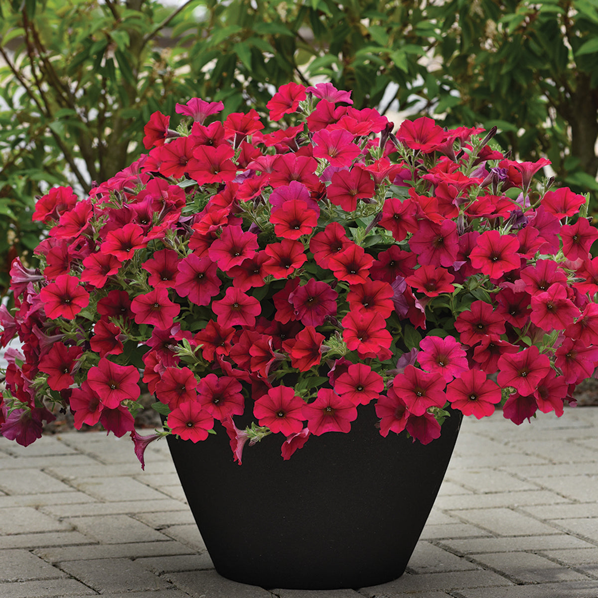 Petunia, Wave® Carmine Velour Hybrid