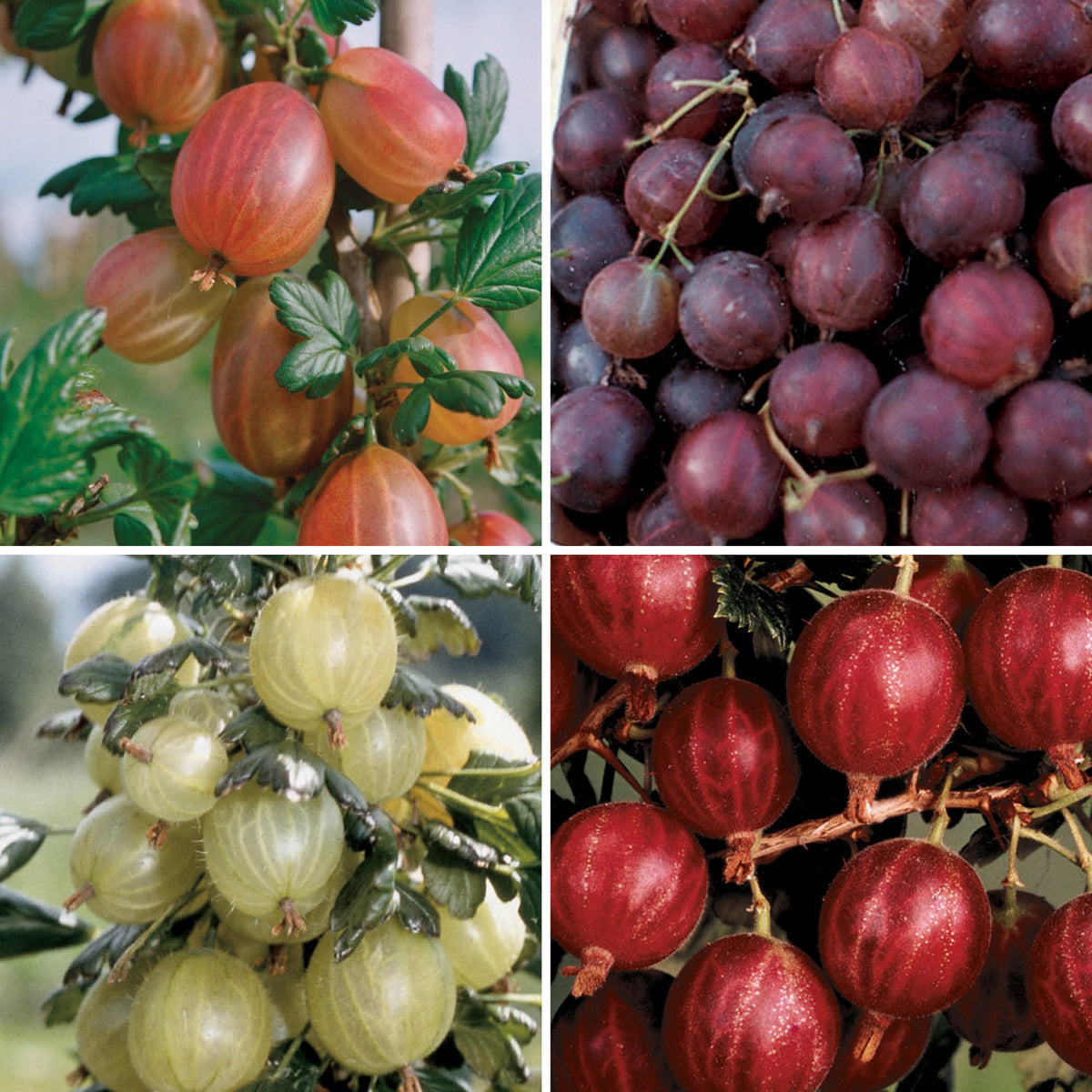Gooseberry Offer