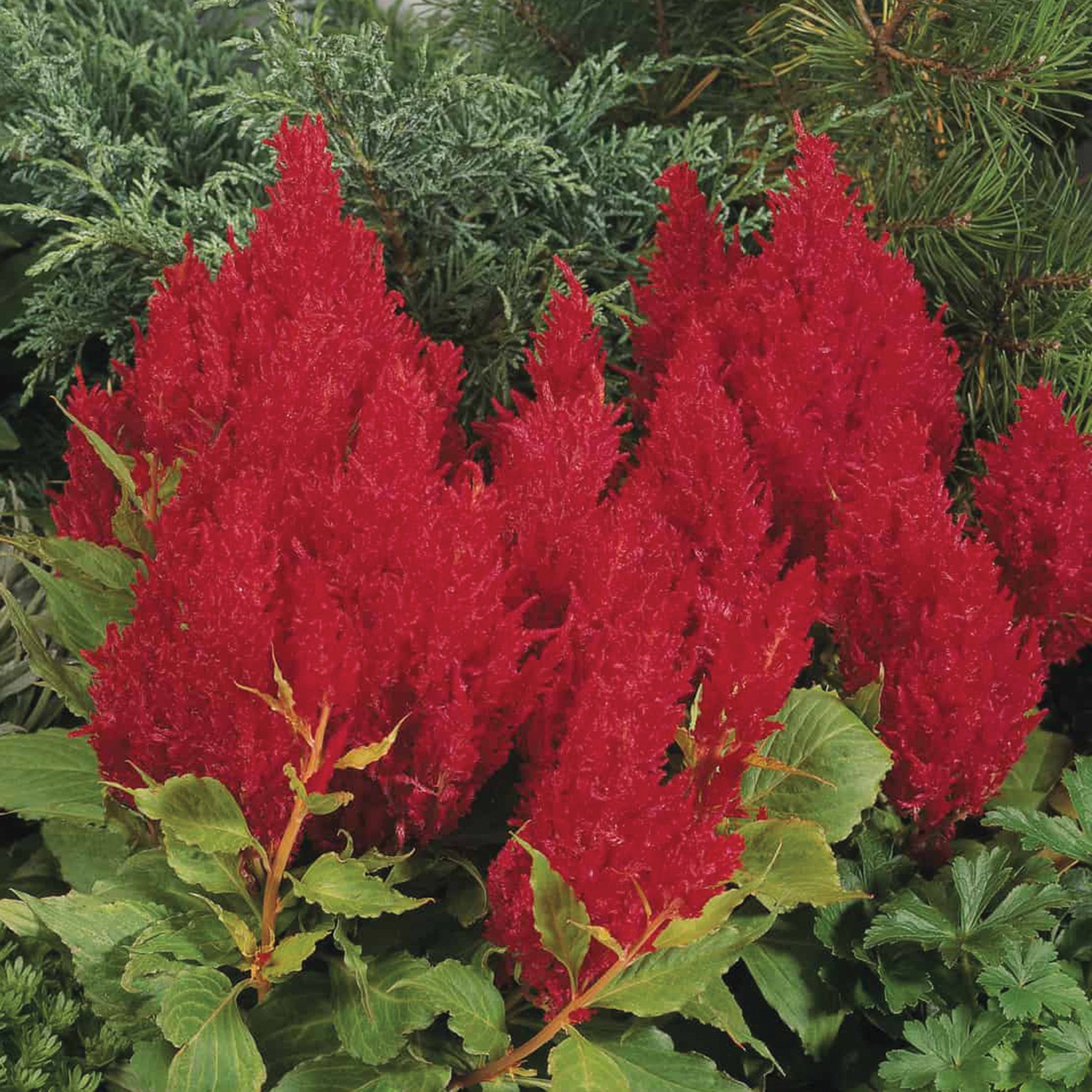 Celosia, Fresh Look Red