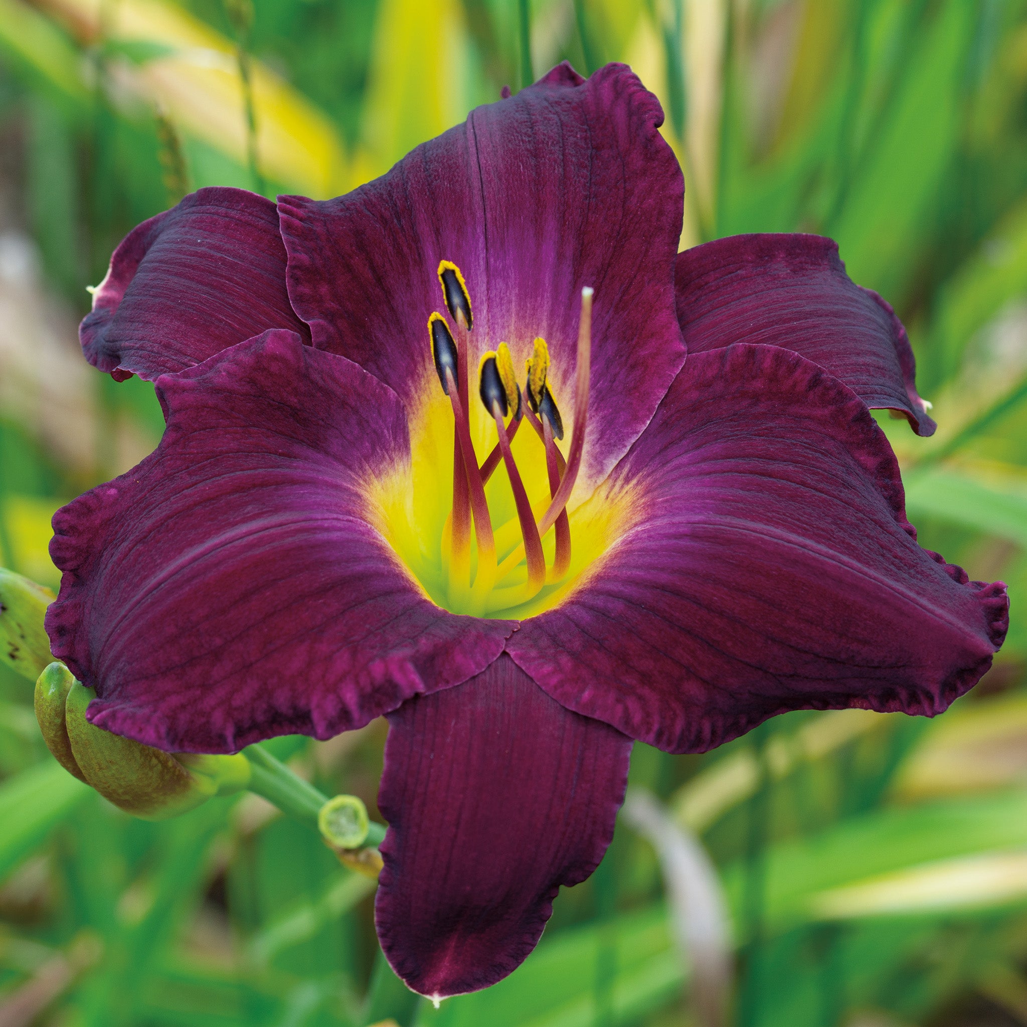 Daylily, Strutter's Ball