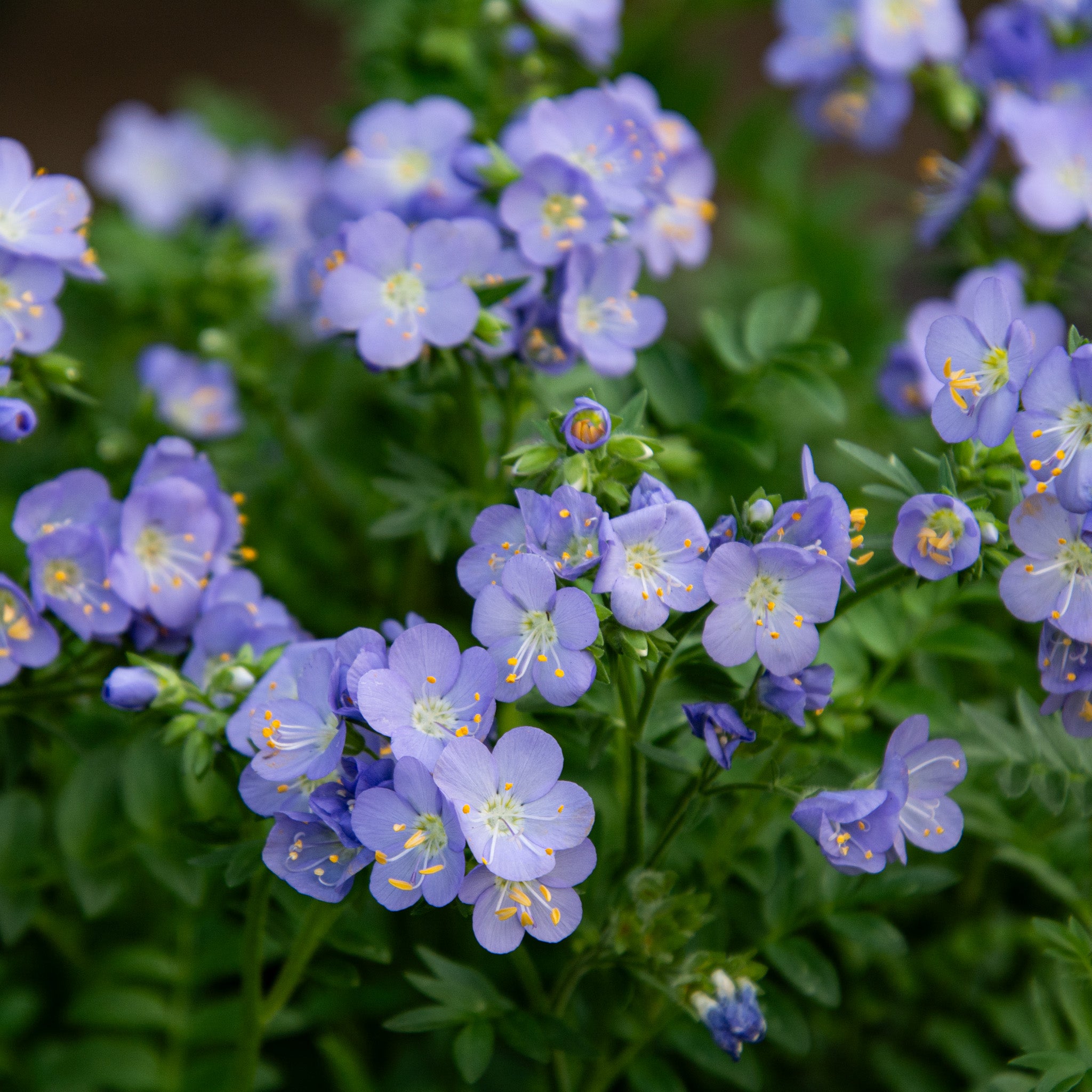 Polemonium, Hurricane Ridge