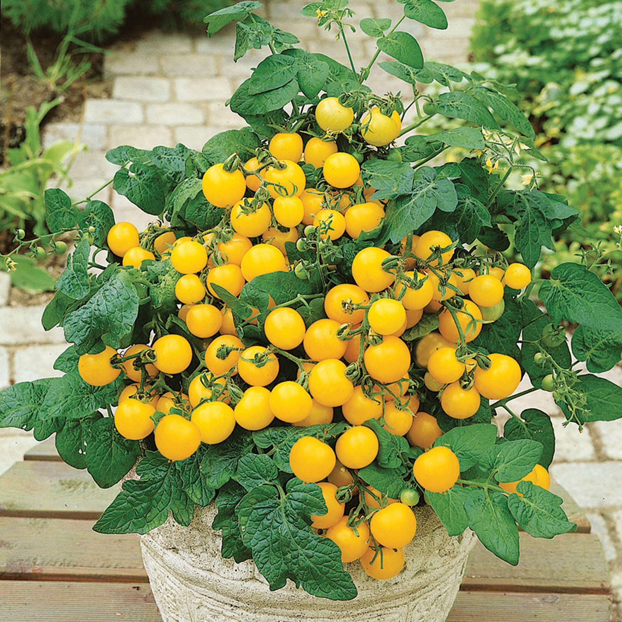Tomato, Patio Choice Yellow Hybrid