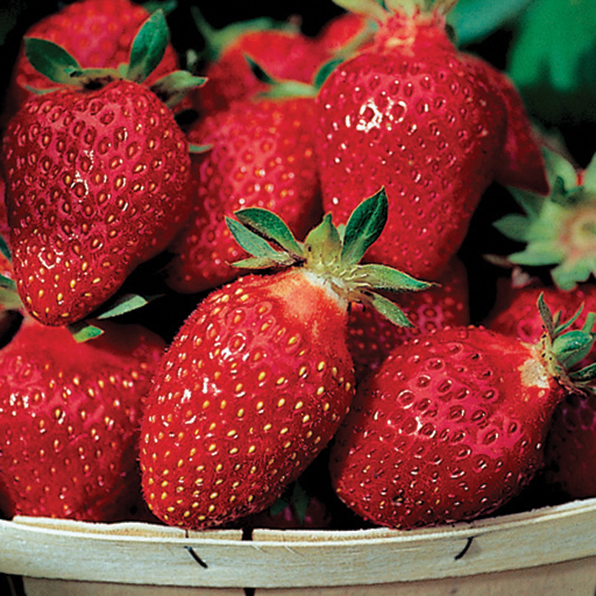 Strawberry, Everbearing, Fort Laramie, 25 Plants