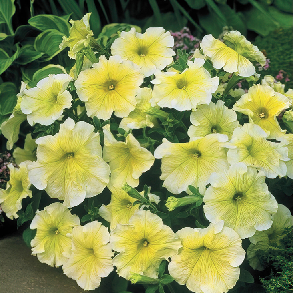 Petunia, Prism™ Sunshine Hybrid