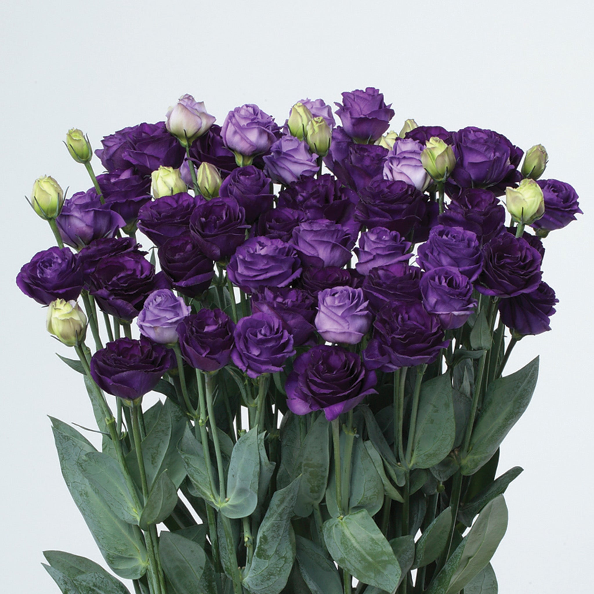 Lisianthus, Doublini Blue Hybrid
