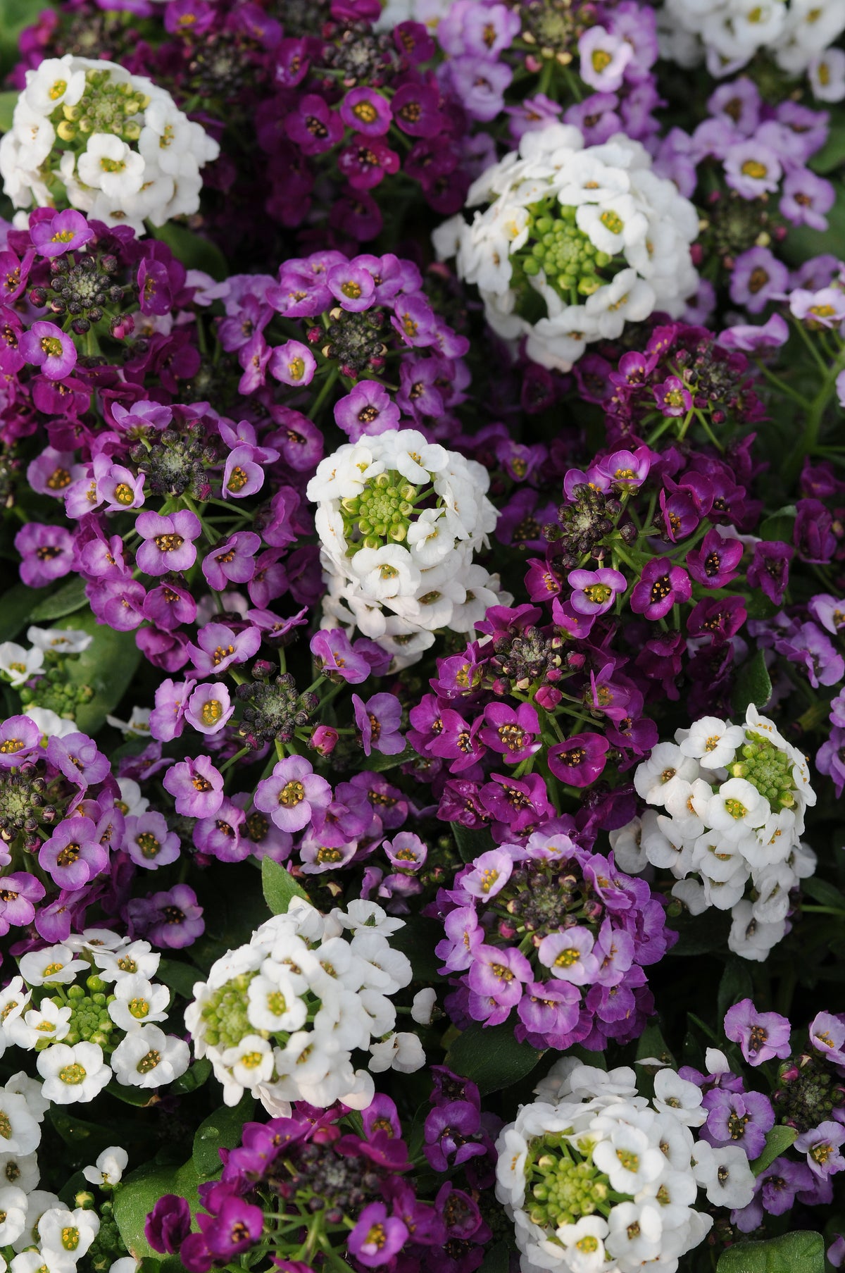 Alyssum,  Clear Crystal® Mix
