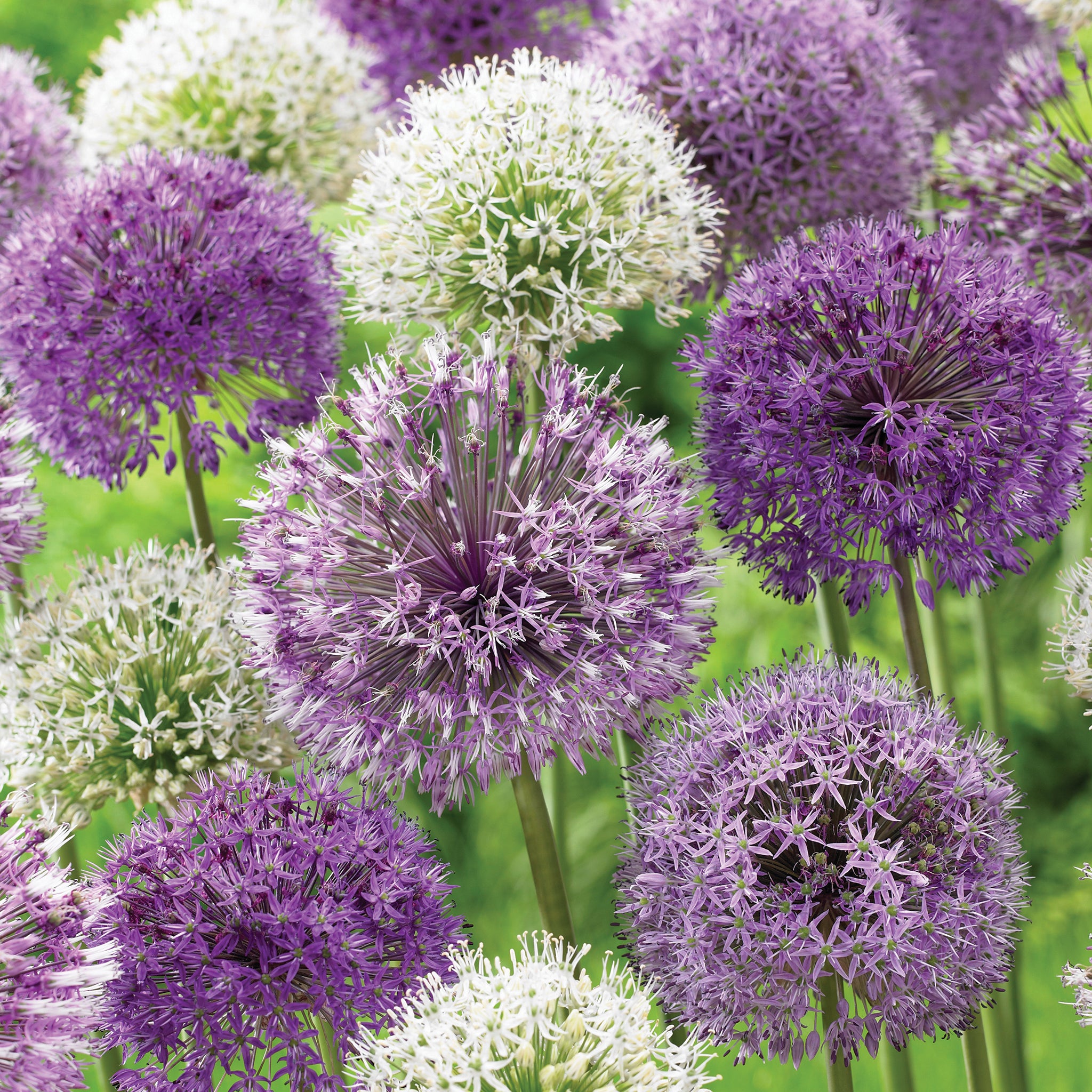 Allium, Artful Accents Mix, 10 Pack