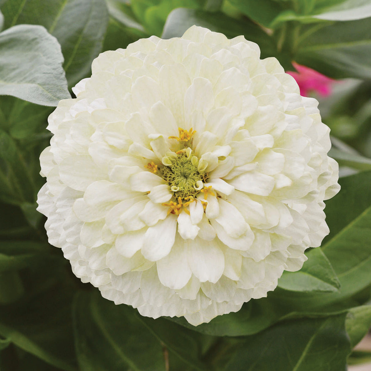 Zinnia, Holi™ White Hybrid