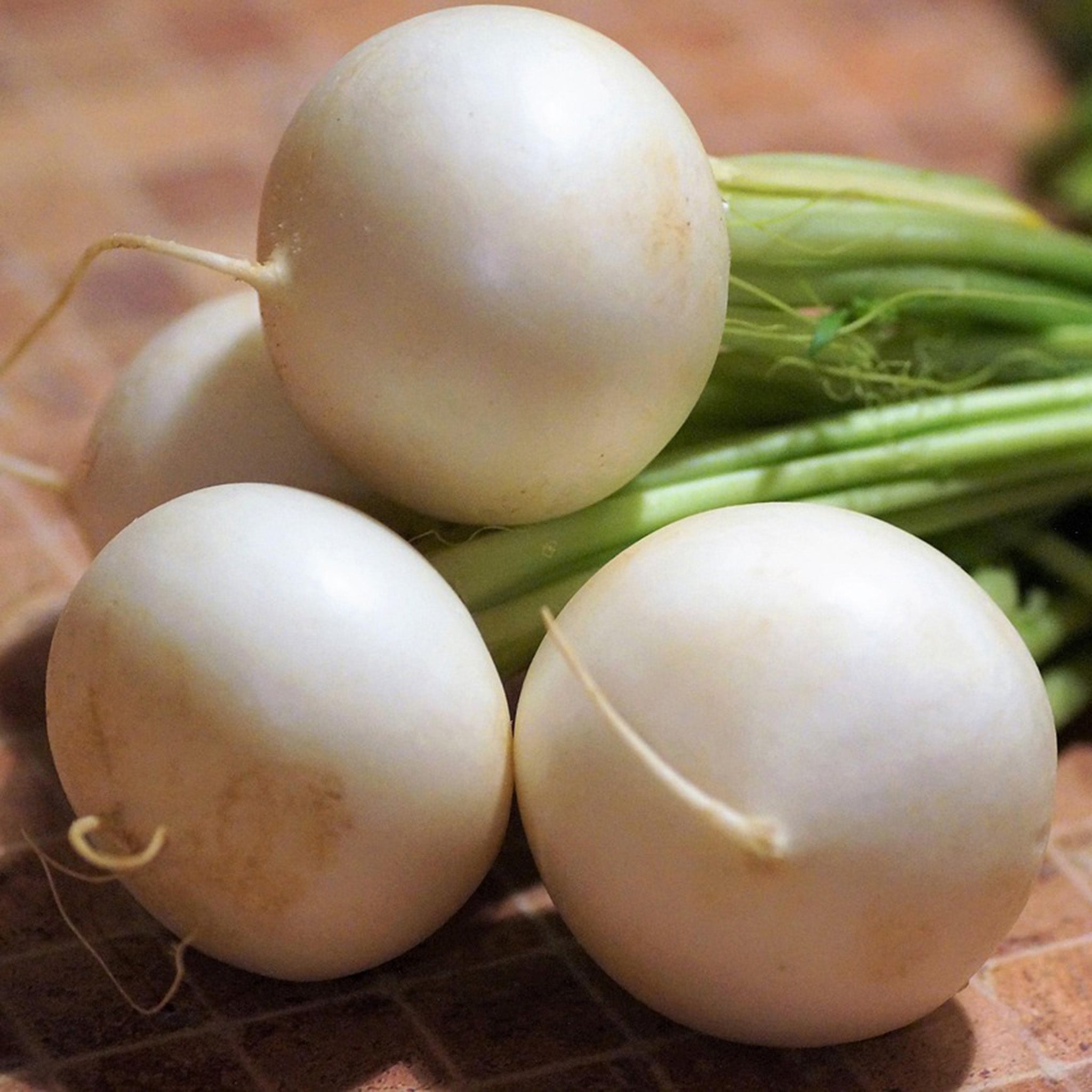 Turnip, Shogoin