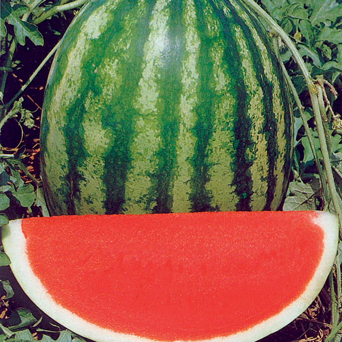 Watermelon, Solitaire Hybrid