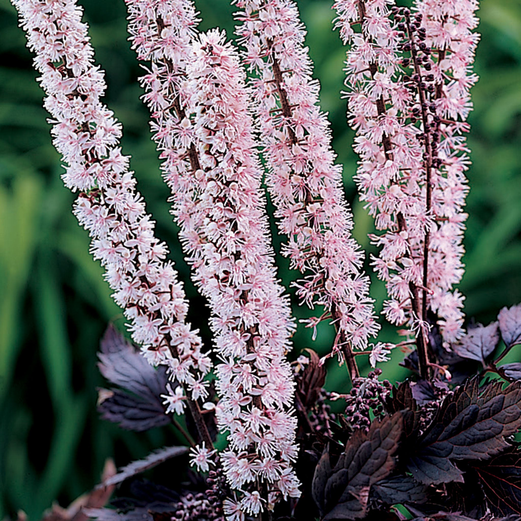 Actaea, Pink Spike