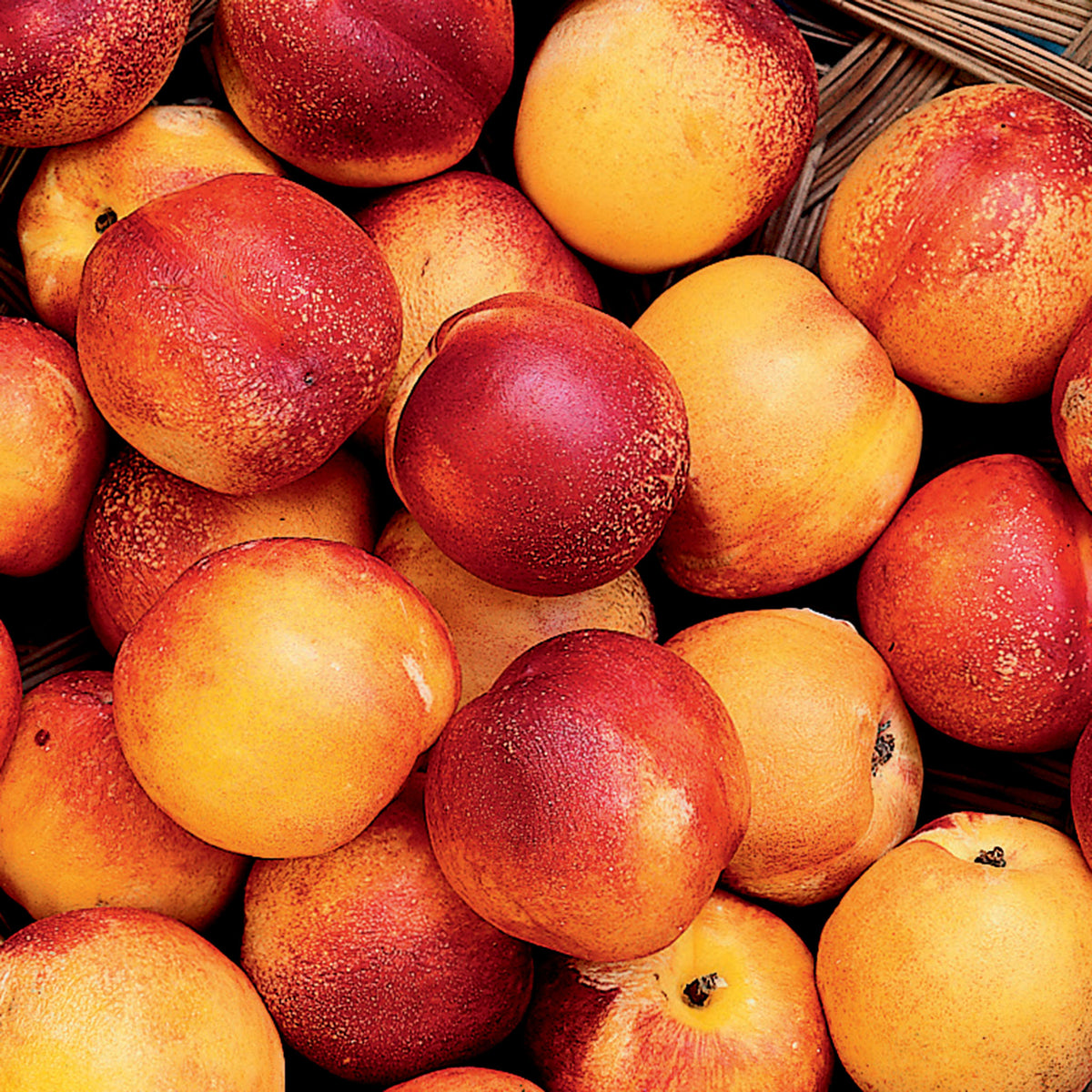 Nectarine, Hardired