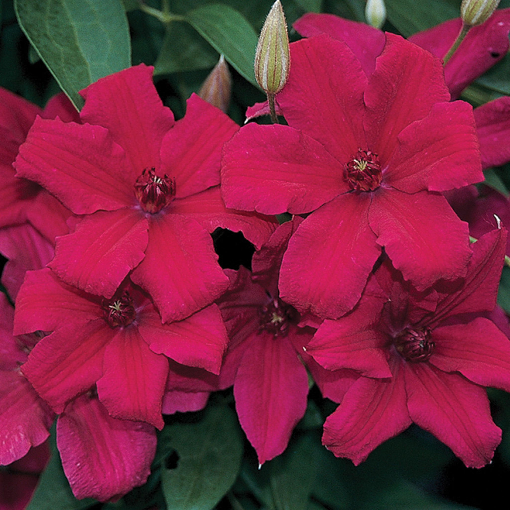 Clematis, Cardinal Wyszynski