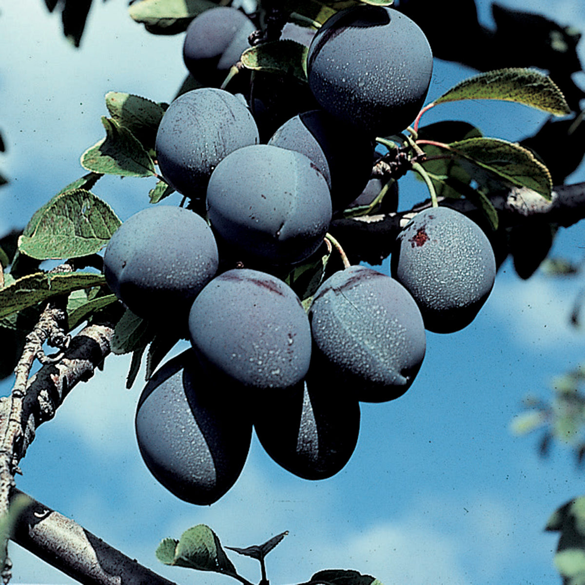 Plum, Dwarf, Mt Royal