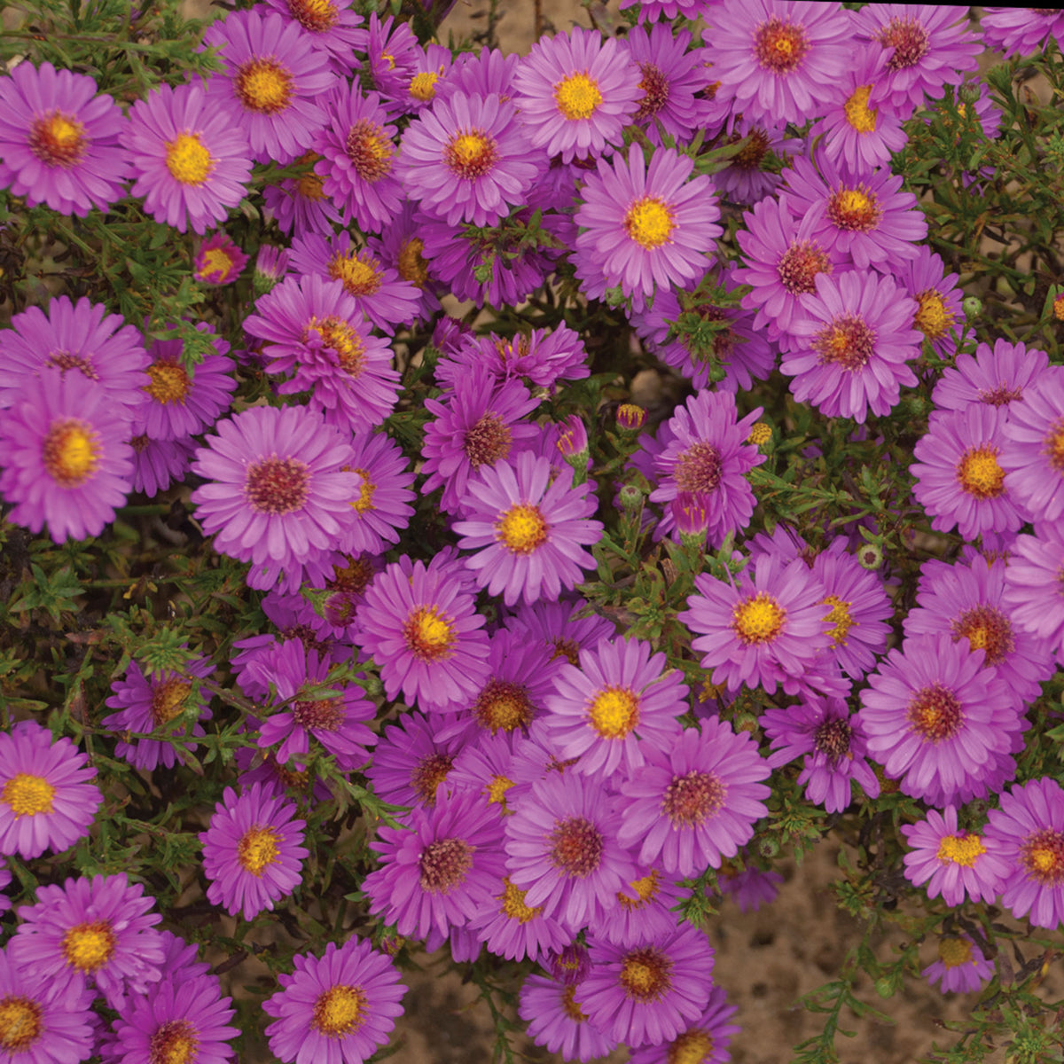Aster, Alert