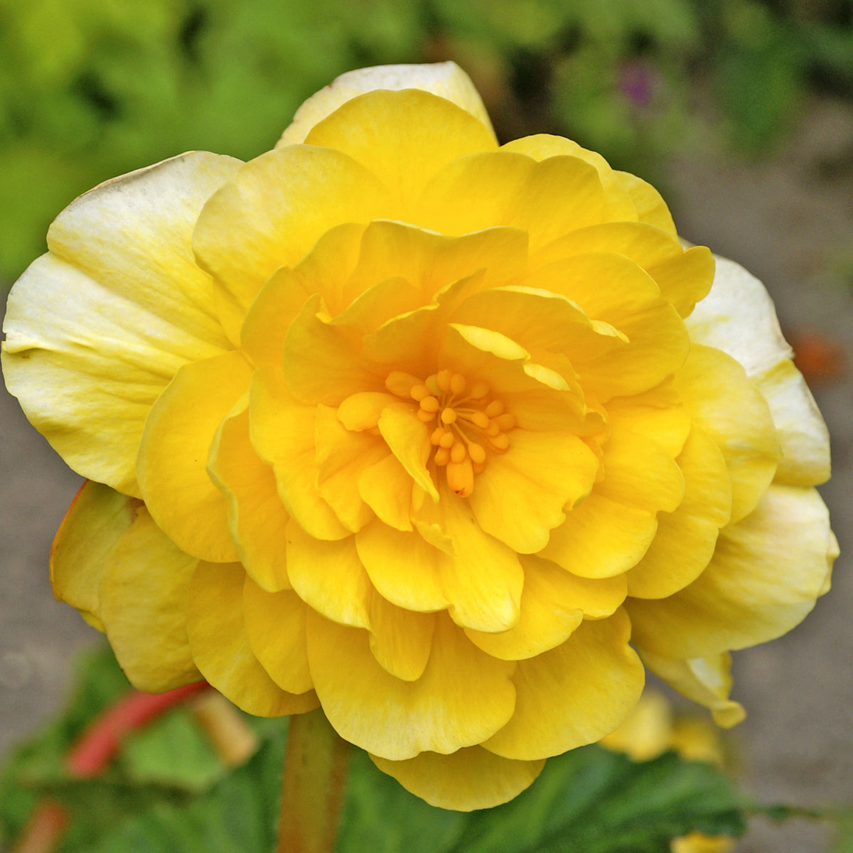 Begonia, Double Yellow