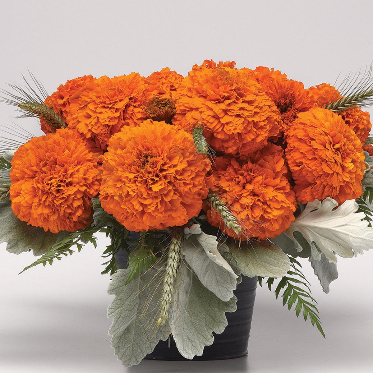 Marigold, Xochi™ Orange Hybrid