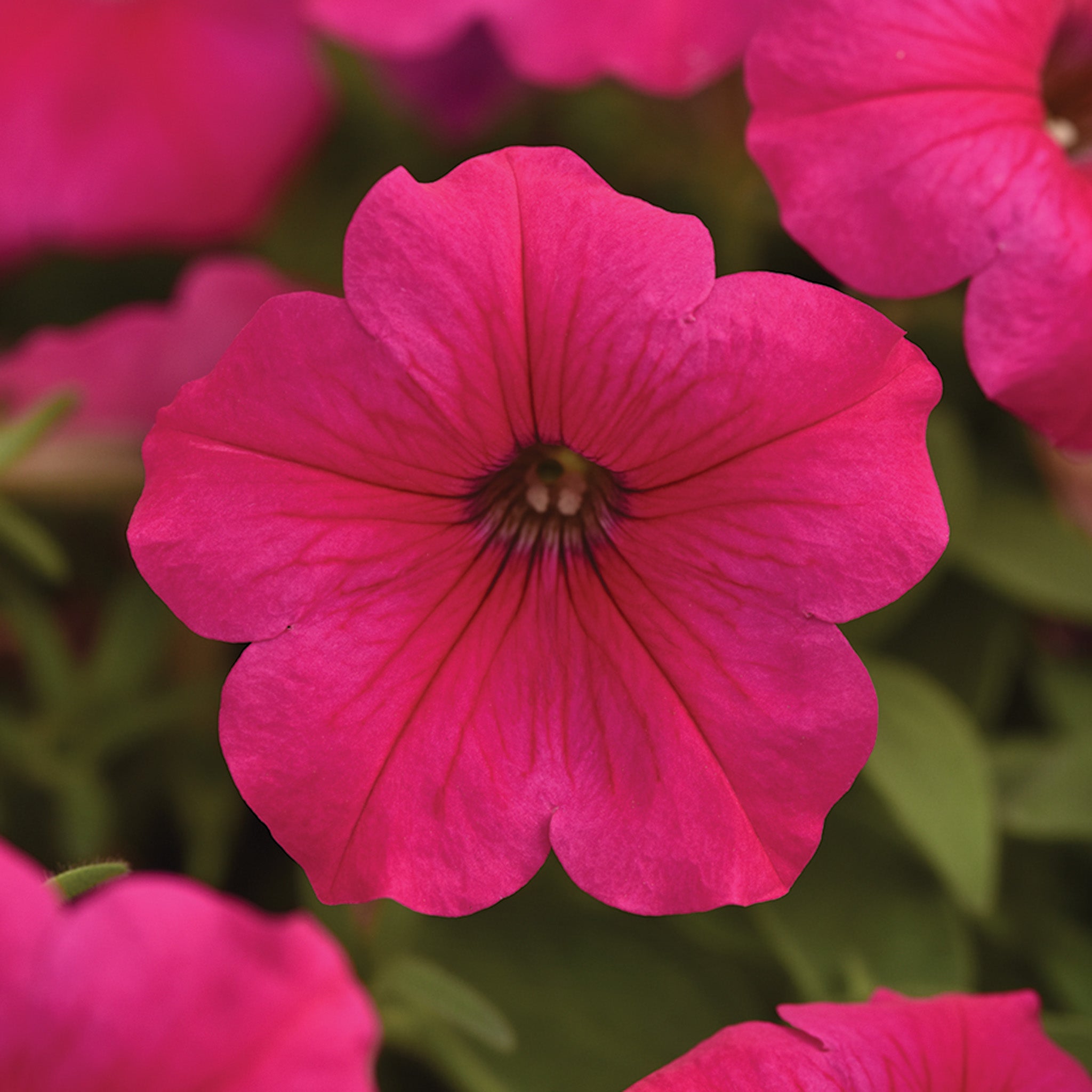 Petunia, Easy Wave® Rose Hybrid