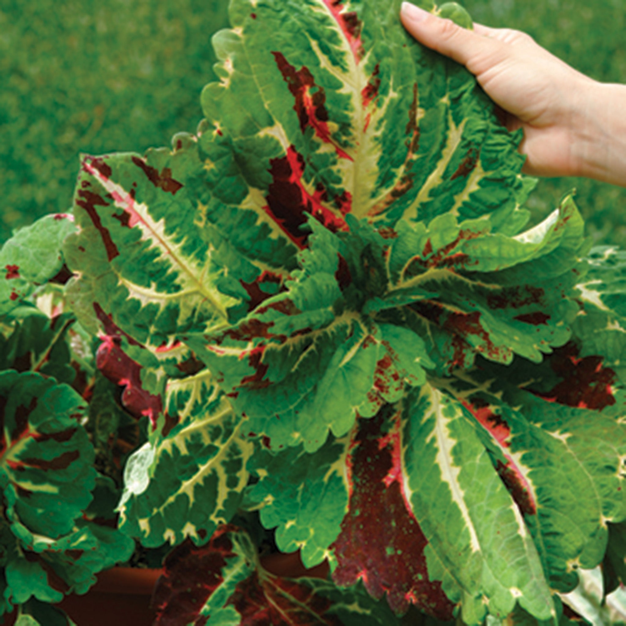 Coleus, Kong® Mosaic