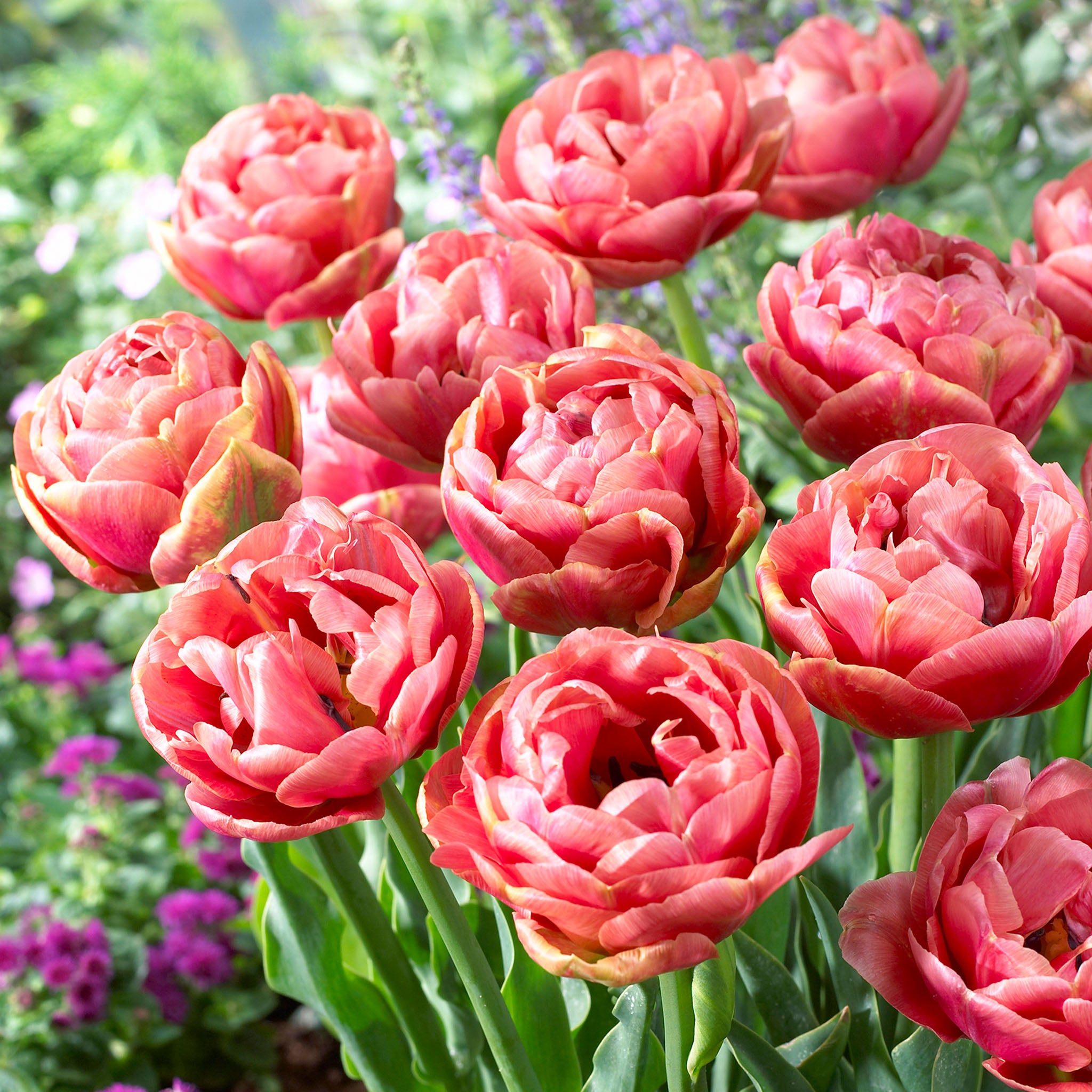 Tulip, Copper Image, 10 Pack