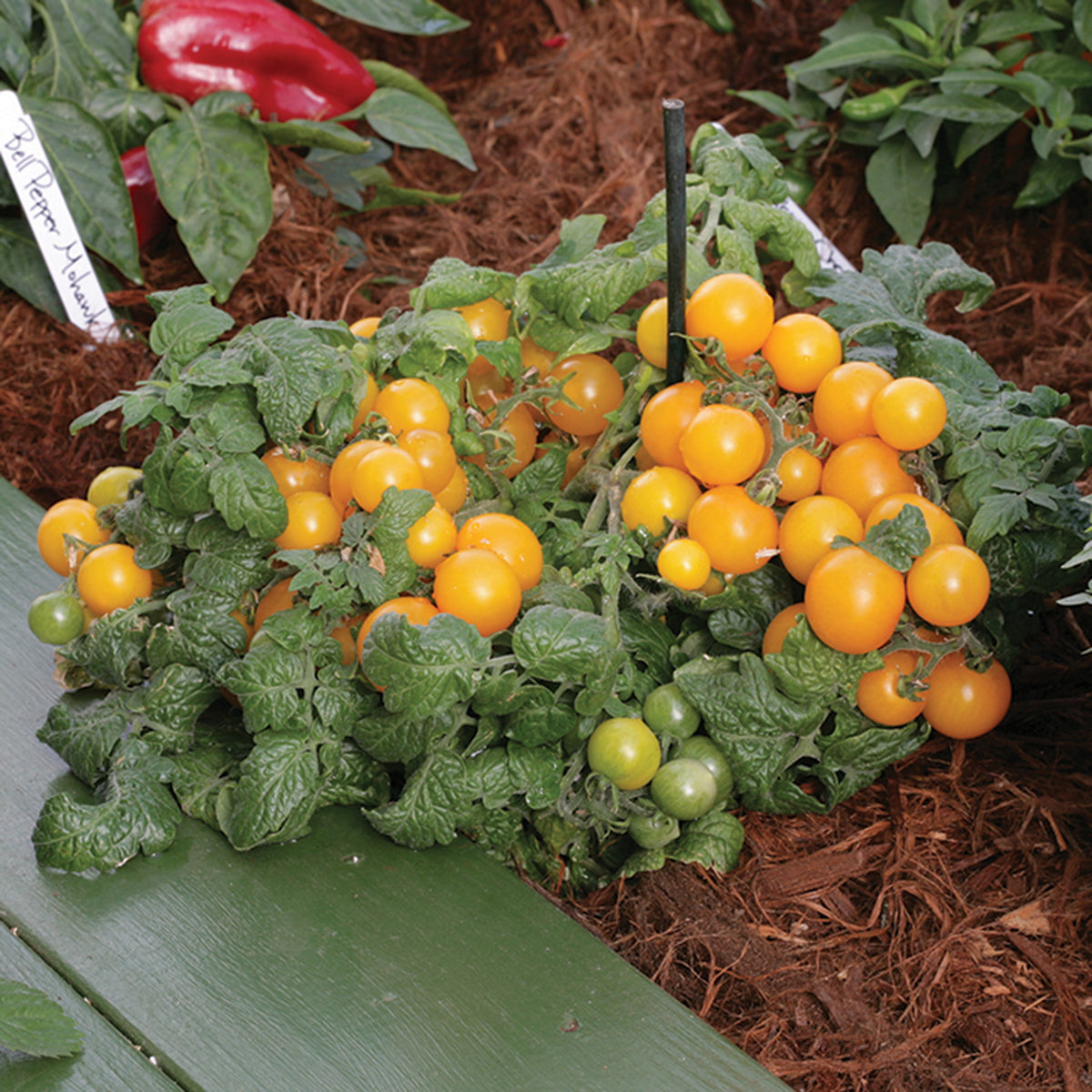 Tomato, Sweet N Neat Yellow