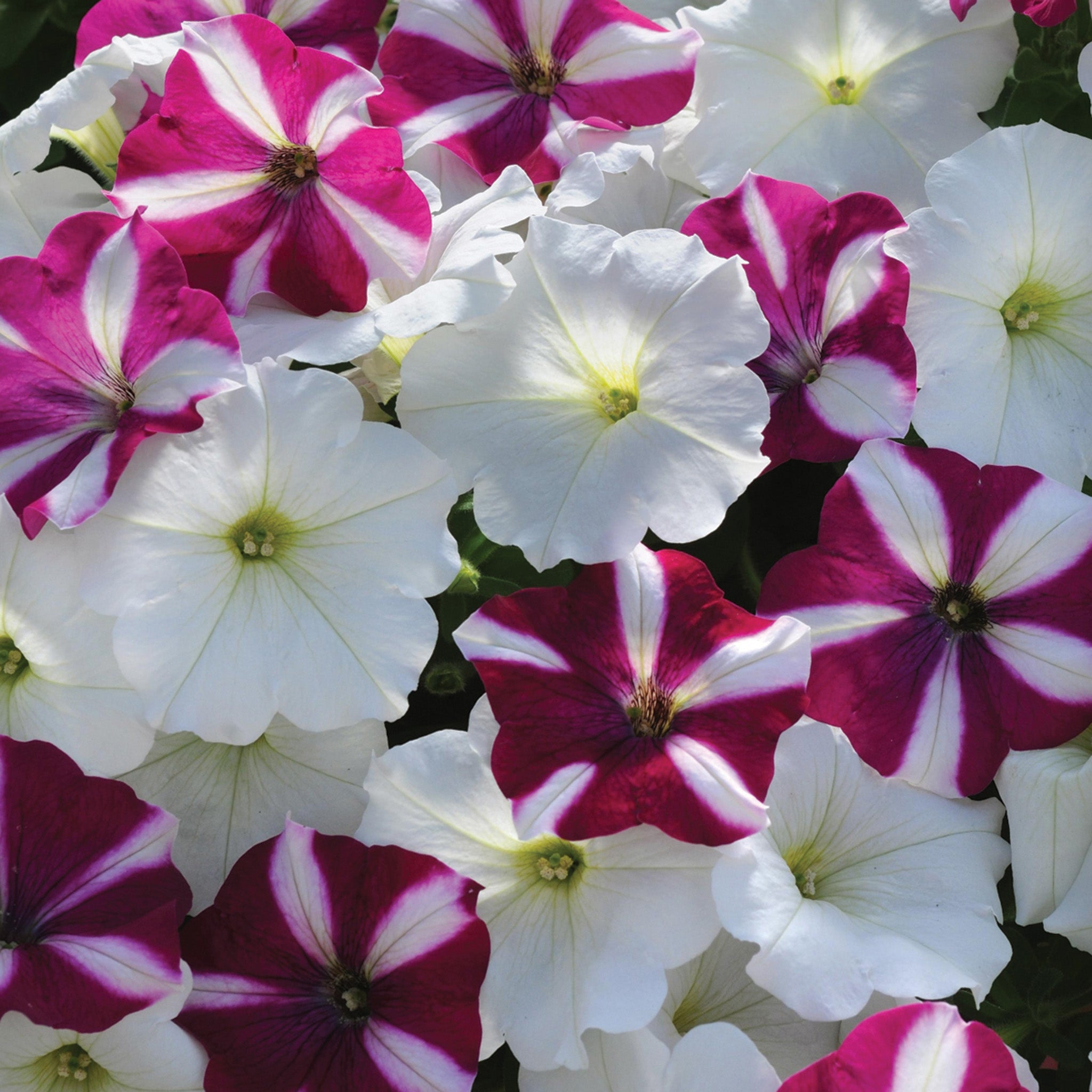 Petunia, Easy Wave® Starfish Mix Hybrid