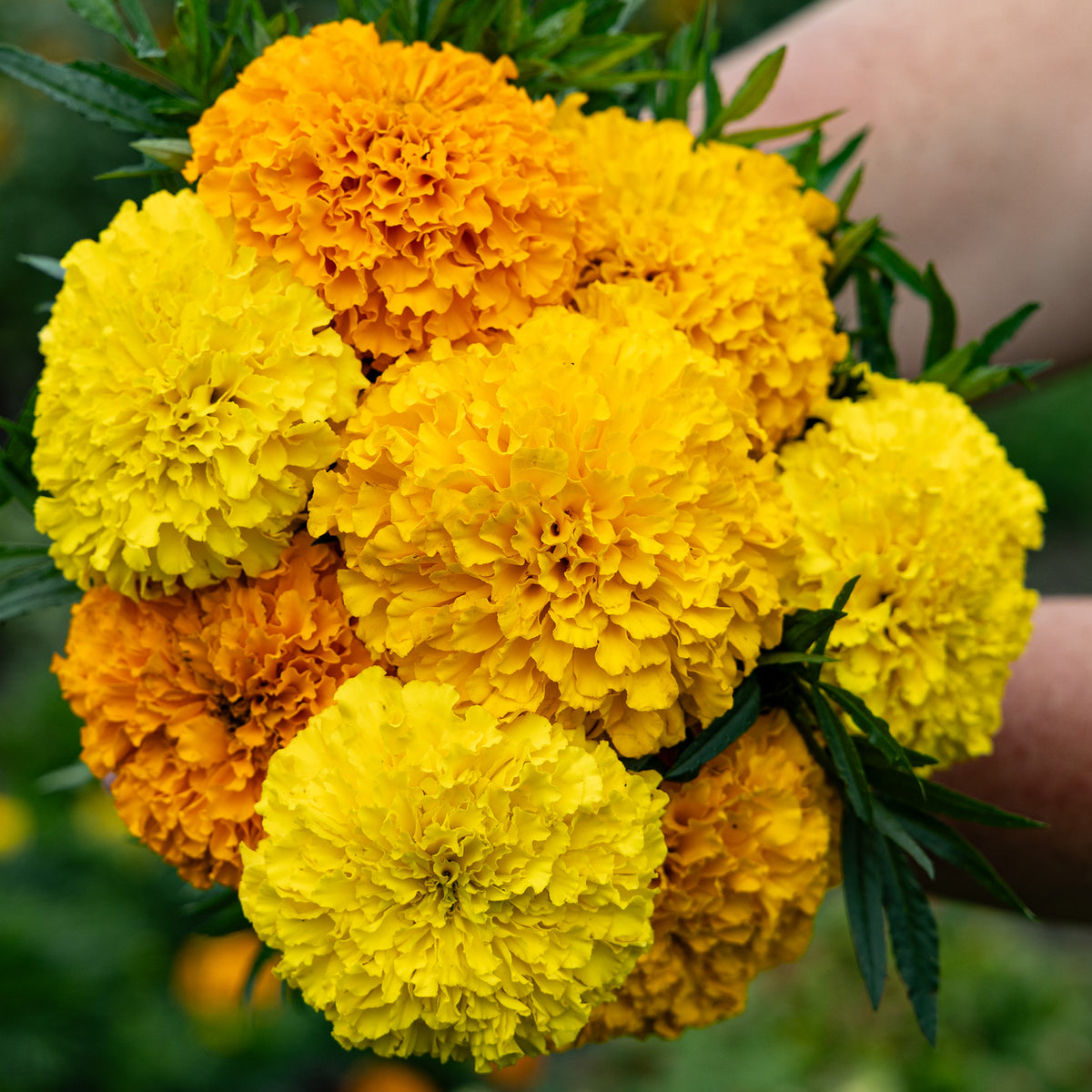 Marigold, Bali Mix