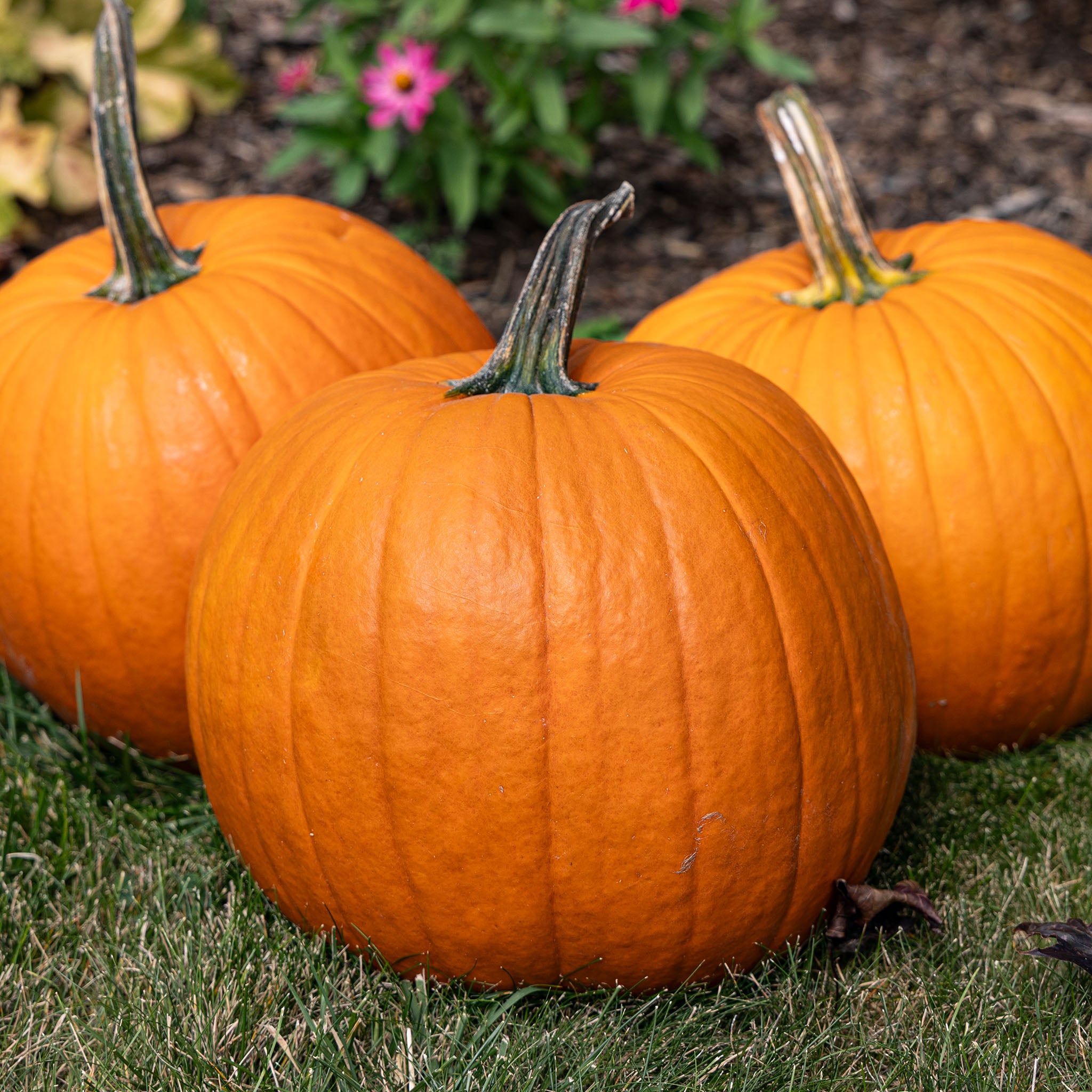 Pumpkin, Magic Lantern Hybrid