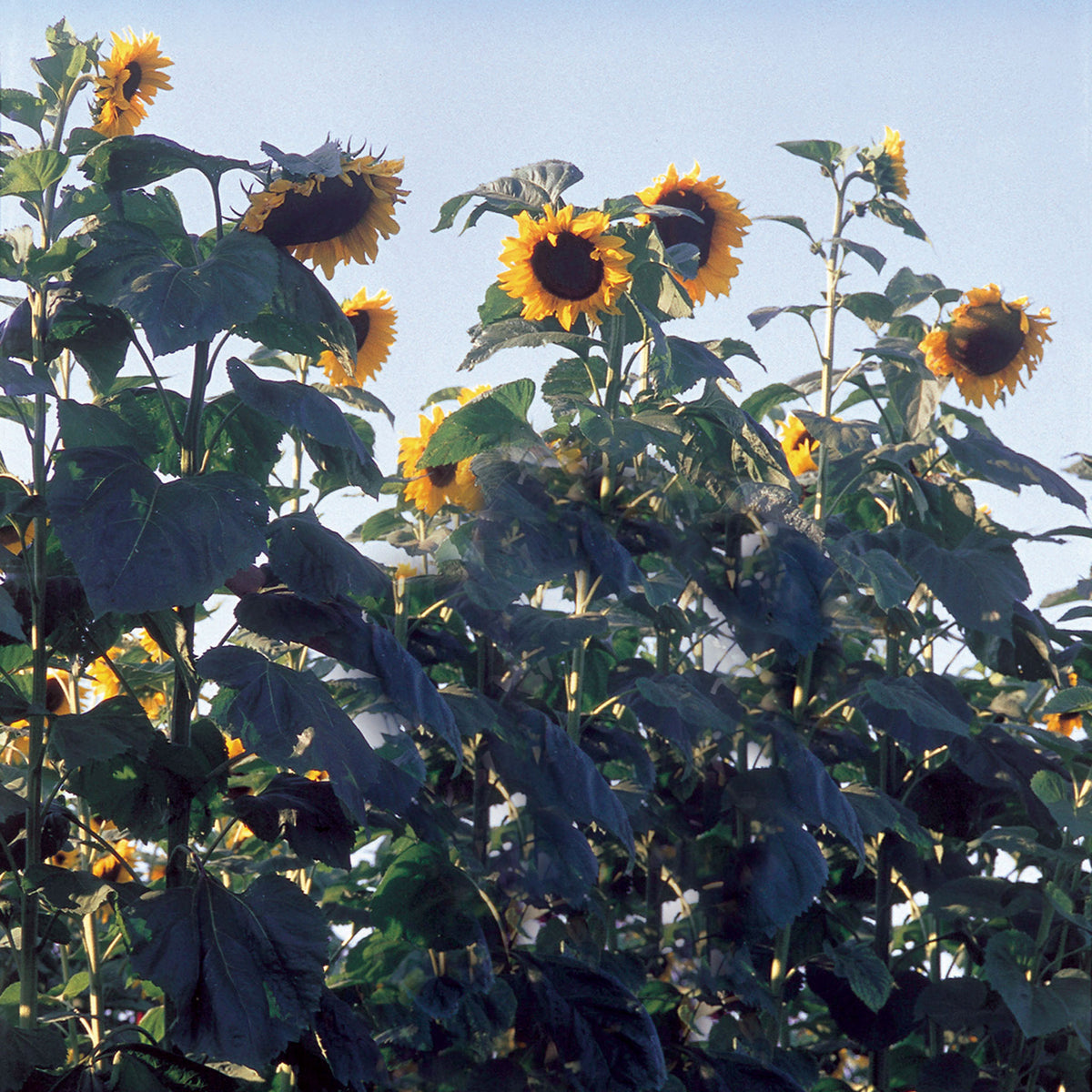 Sunflower, American Giant Hybrid