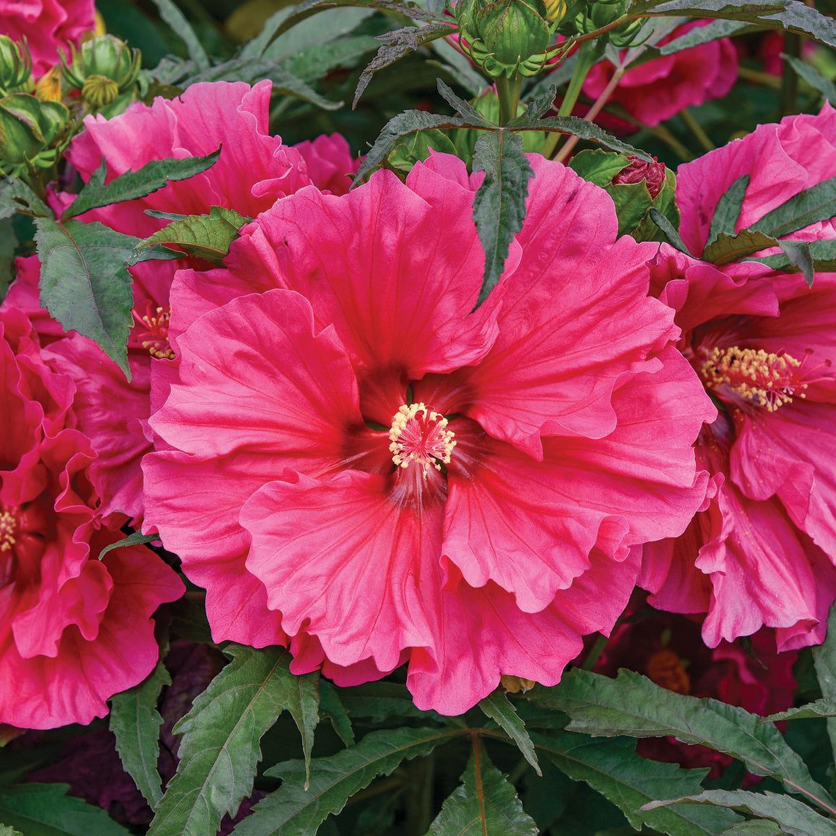 Hibiscus, Watermleon Ruffles