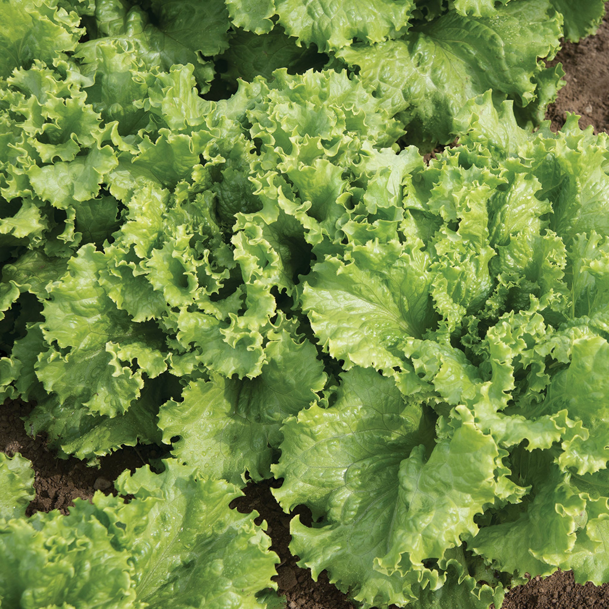Lettuce, Looseleaf, Tropicana