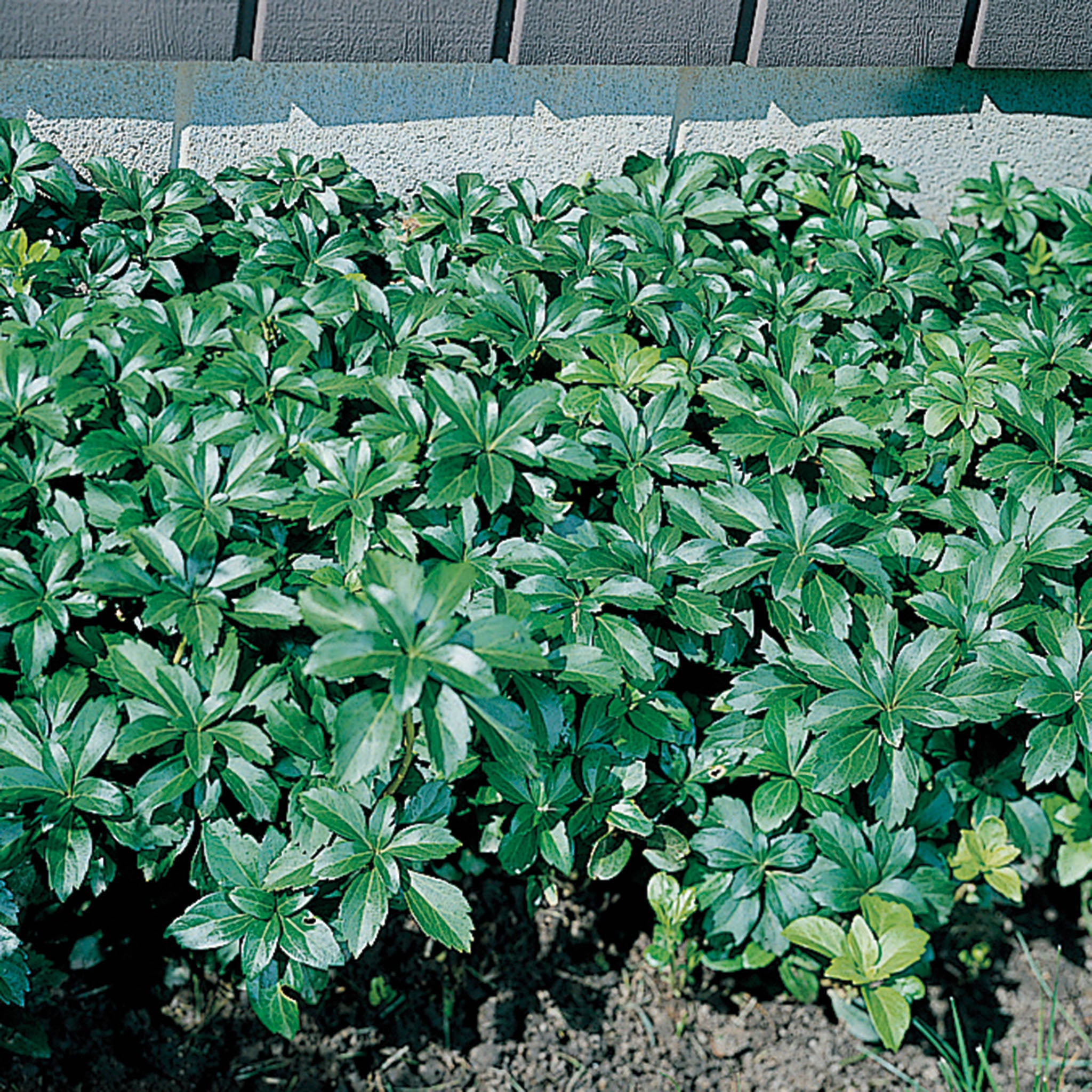 Pachysandra, Green Carpet, Pack of 3 Plants