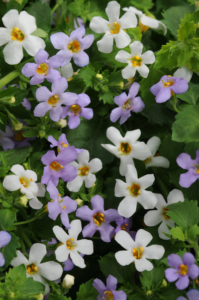 Bacopa,  Utopia