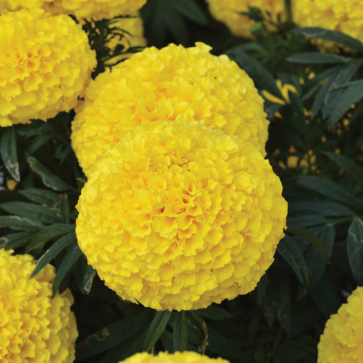 Marigold, Big Duck® Yellow Hybrid