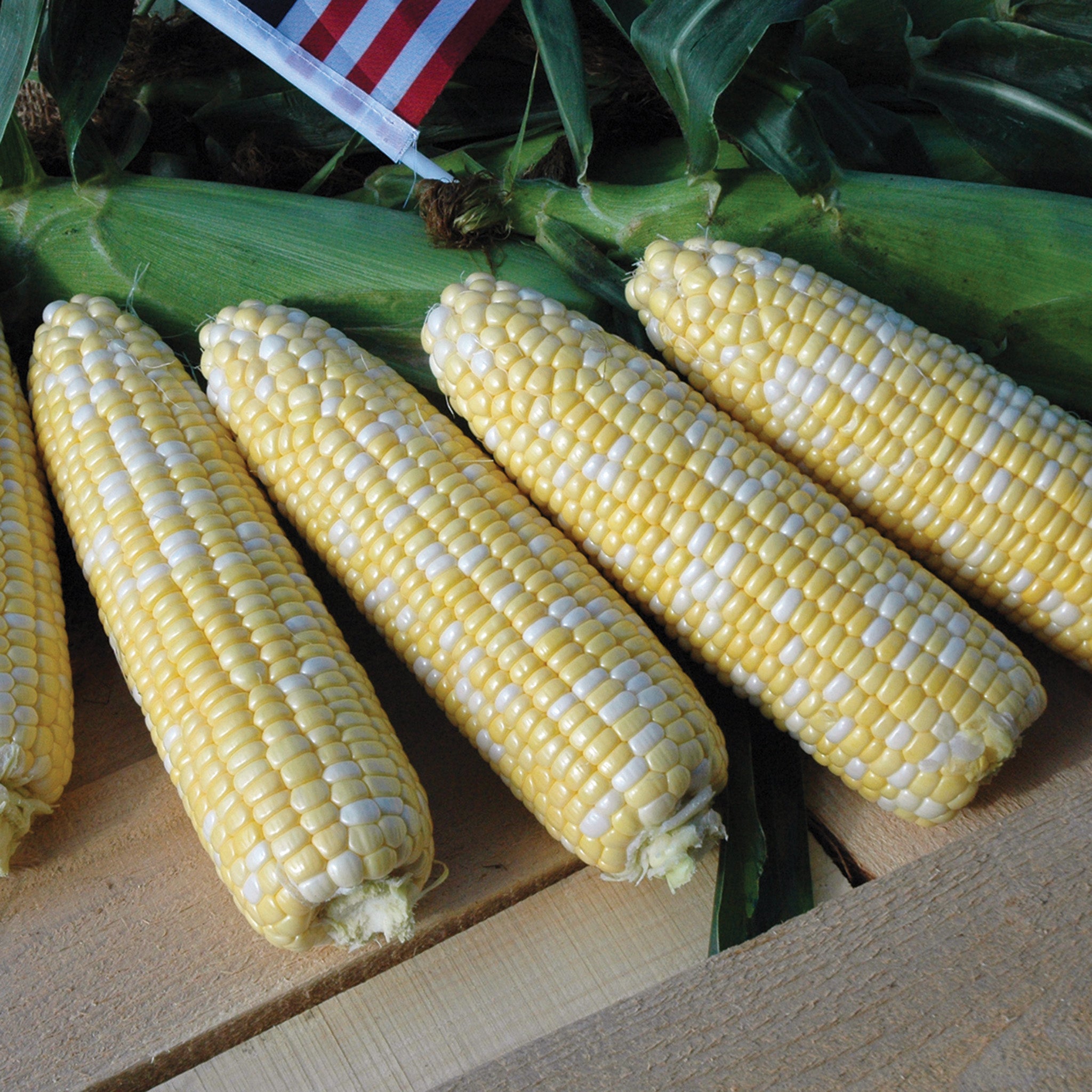 Sweet Corn, American Dream Bicolor Hybrid, Treated