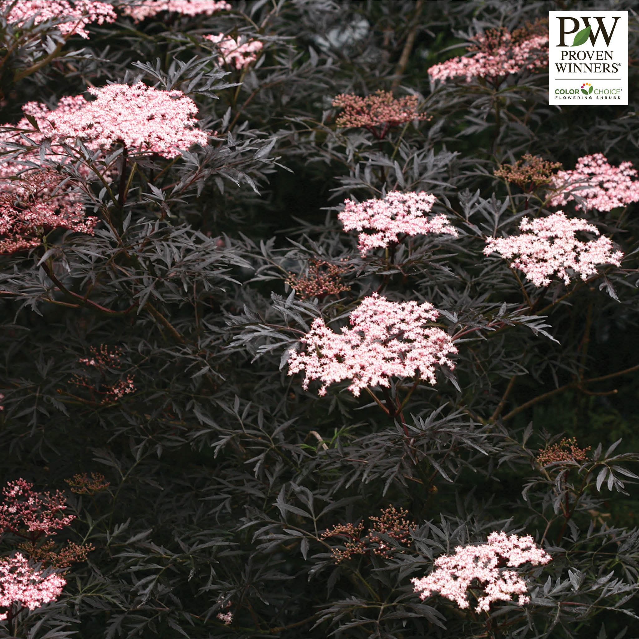 Sambucus, Black Lace®