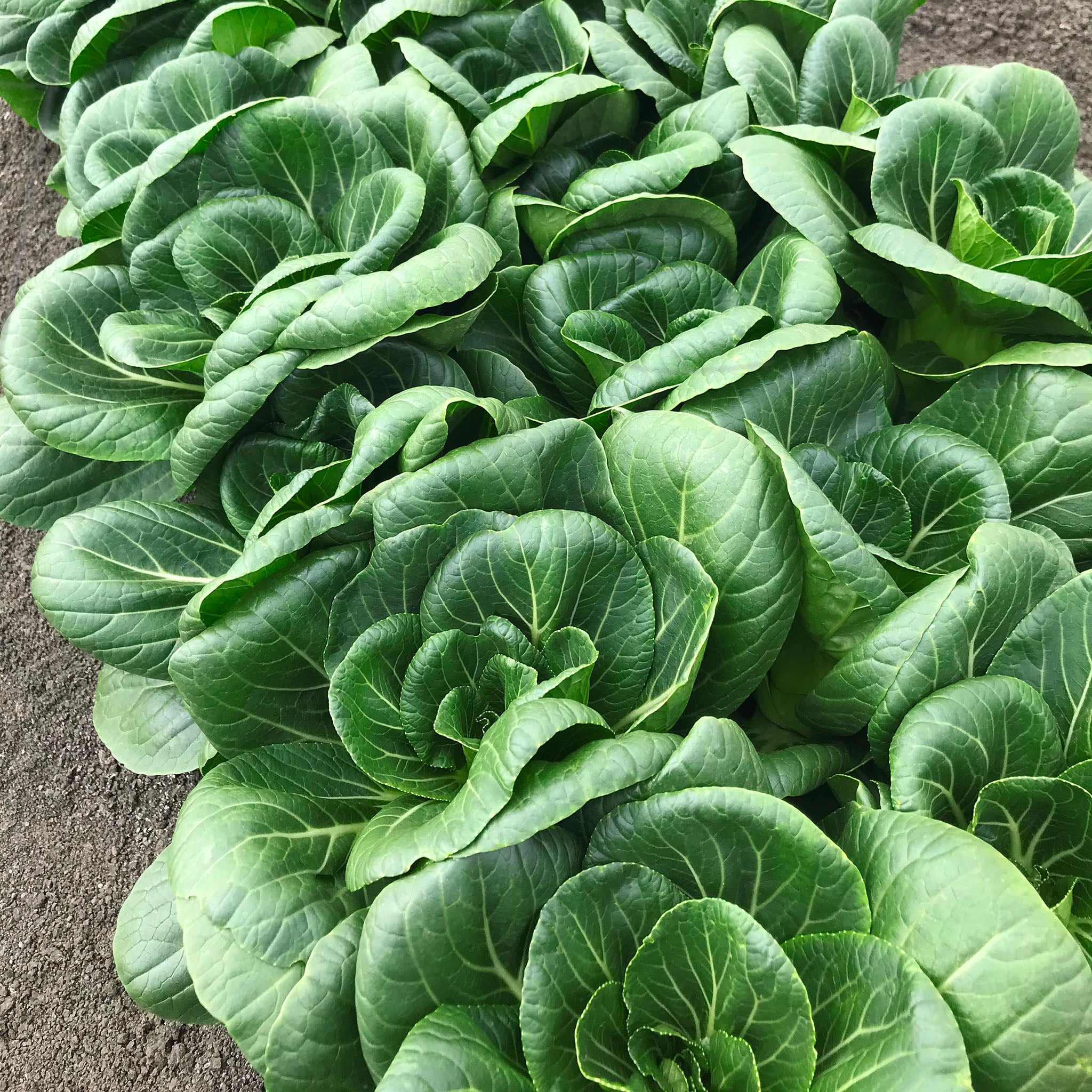 Pak Choi, Ewok Hybrid