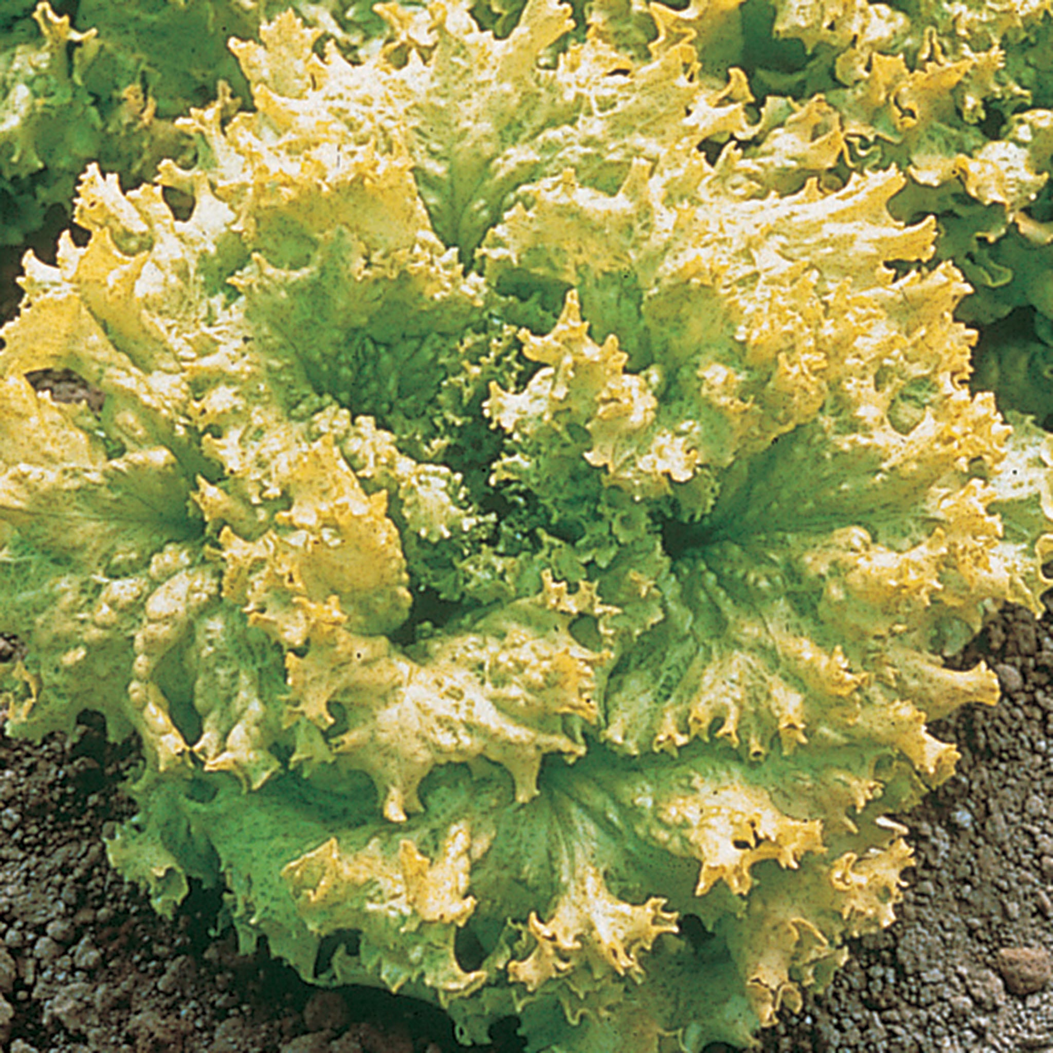 Lettuce, Looseleaf, Simpson Elite