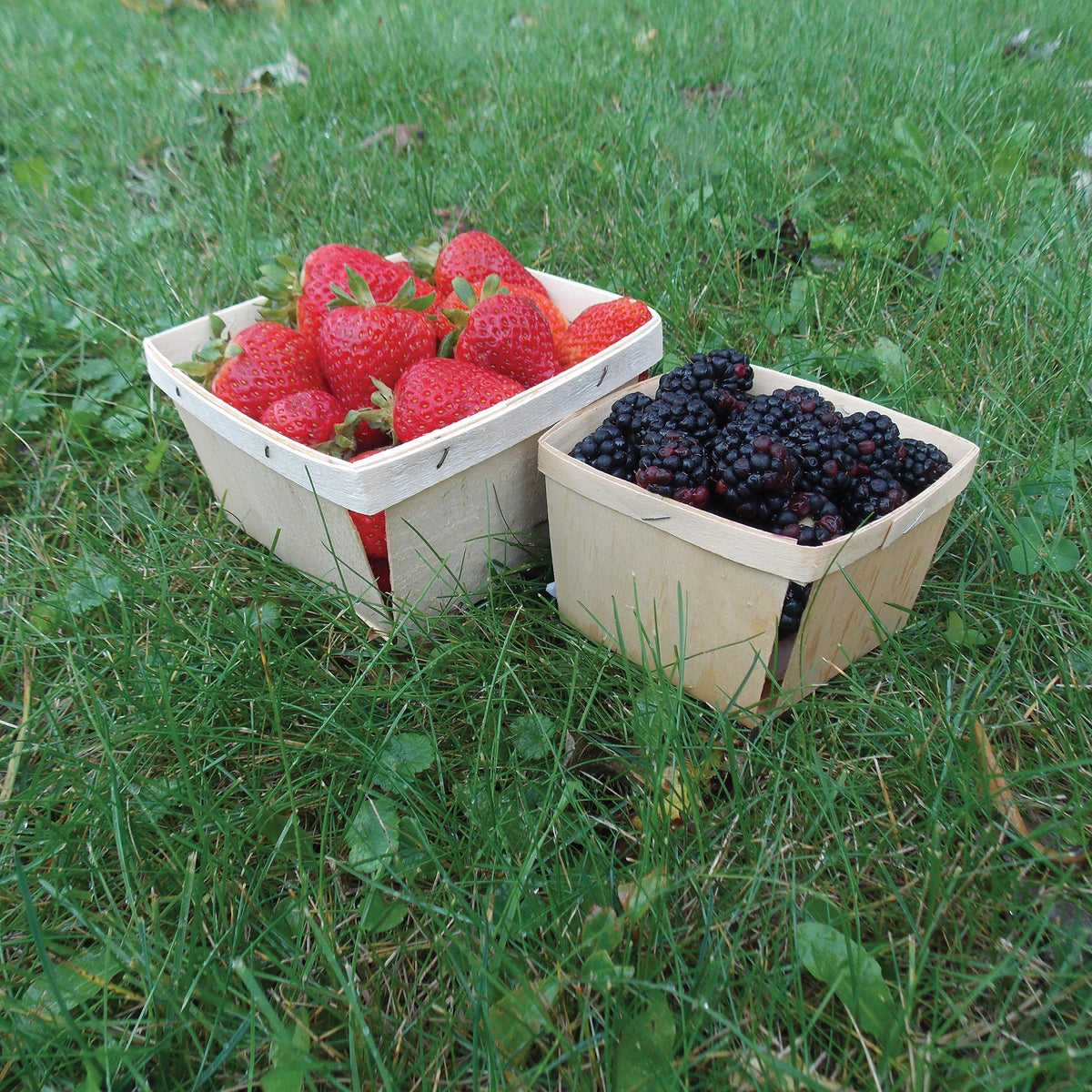 Wooden Berry Boxes, Quart