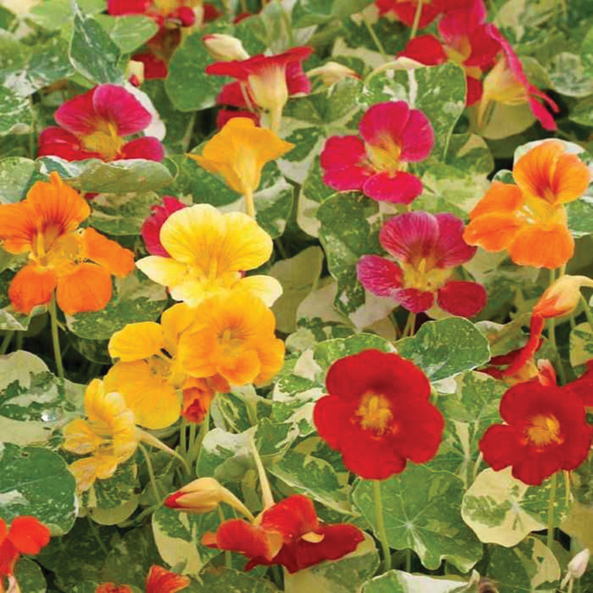 Nasturtium, Alaska Mix