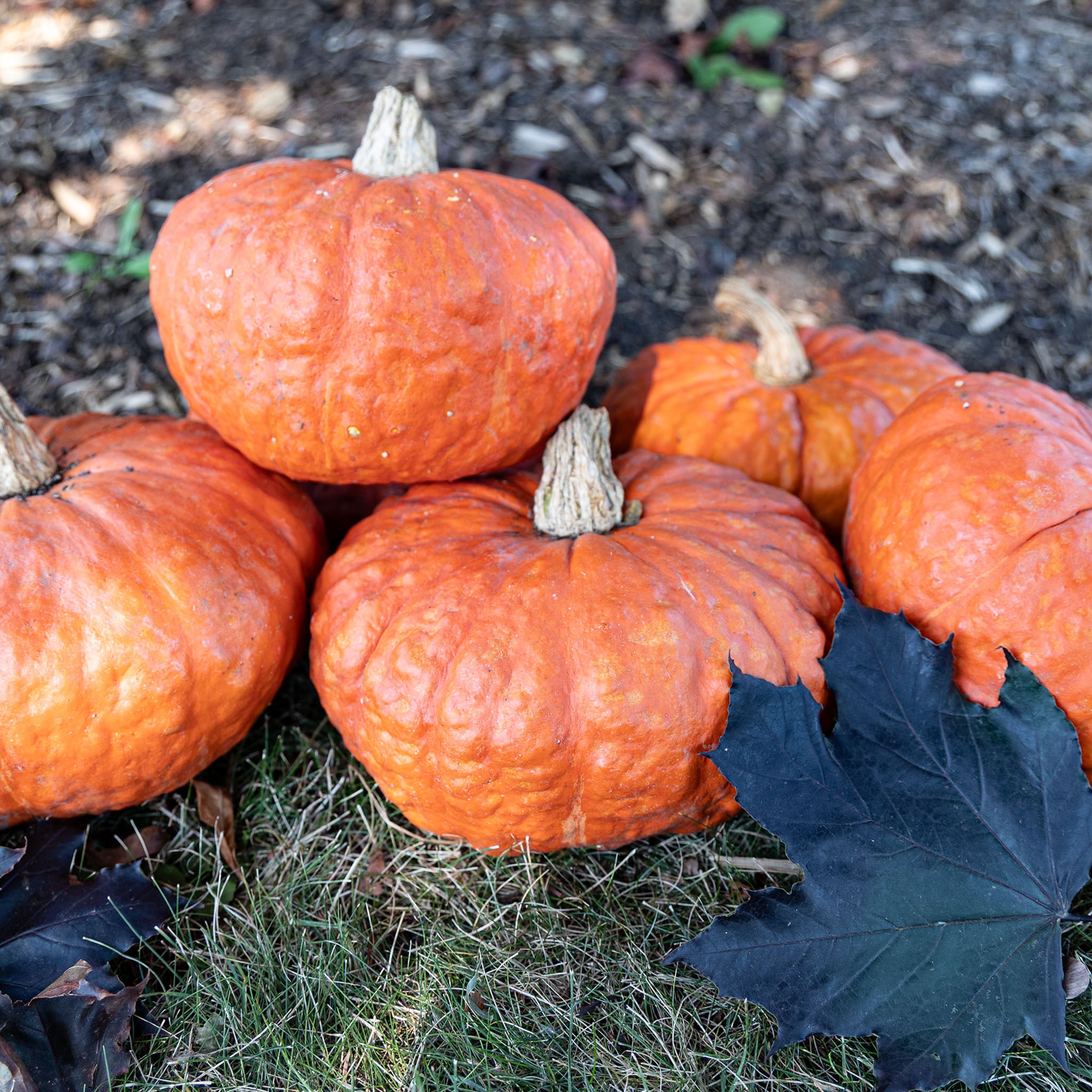 Squash, Winter, Mooregold