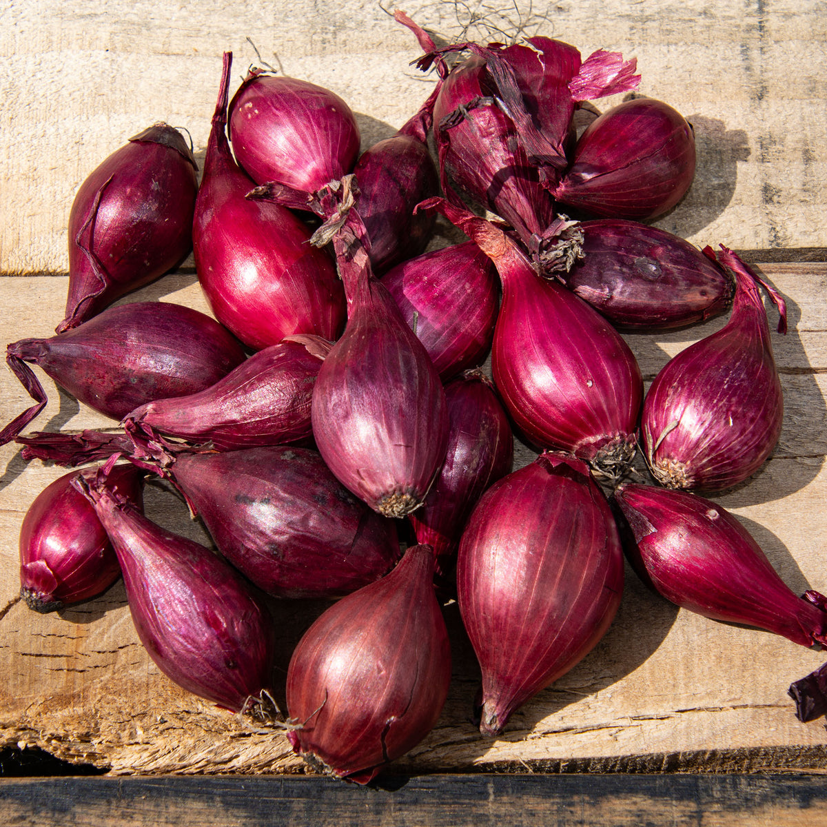 Onion Sets, Red, 1 Qt
