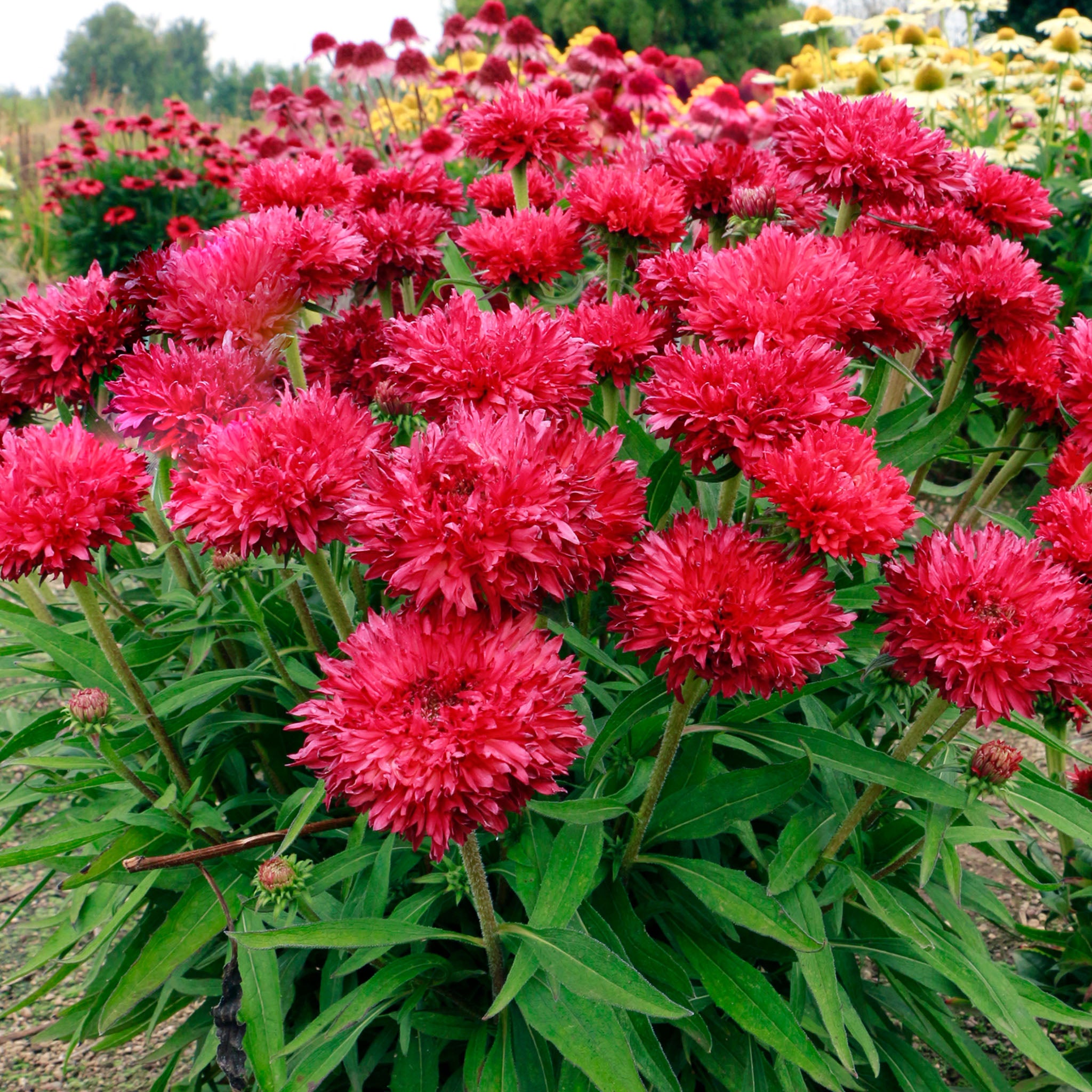 Echinacea, Fringe Festival