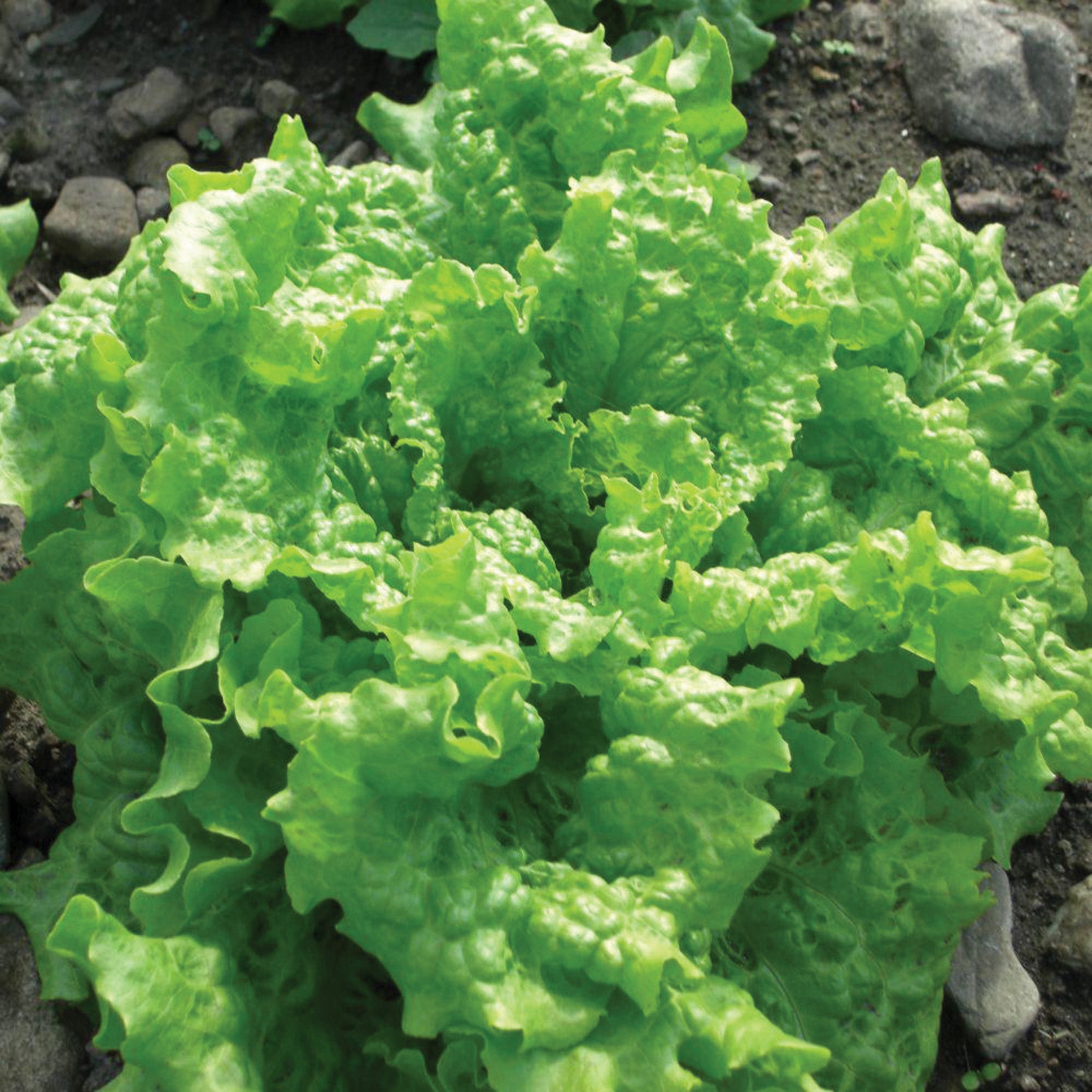 Lettuce, Looseleaf, Black Seeded Simpson Organic