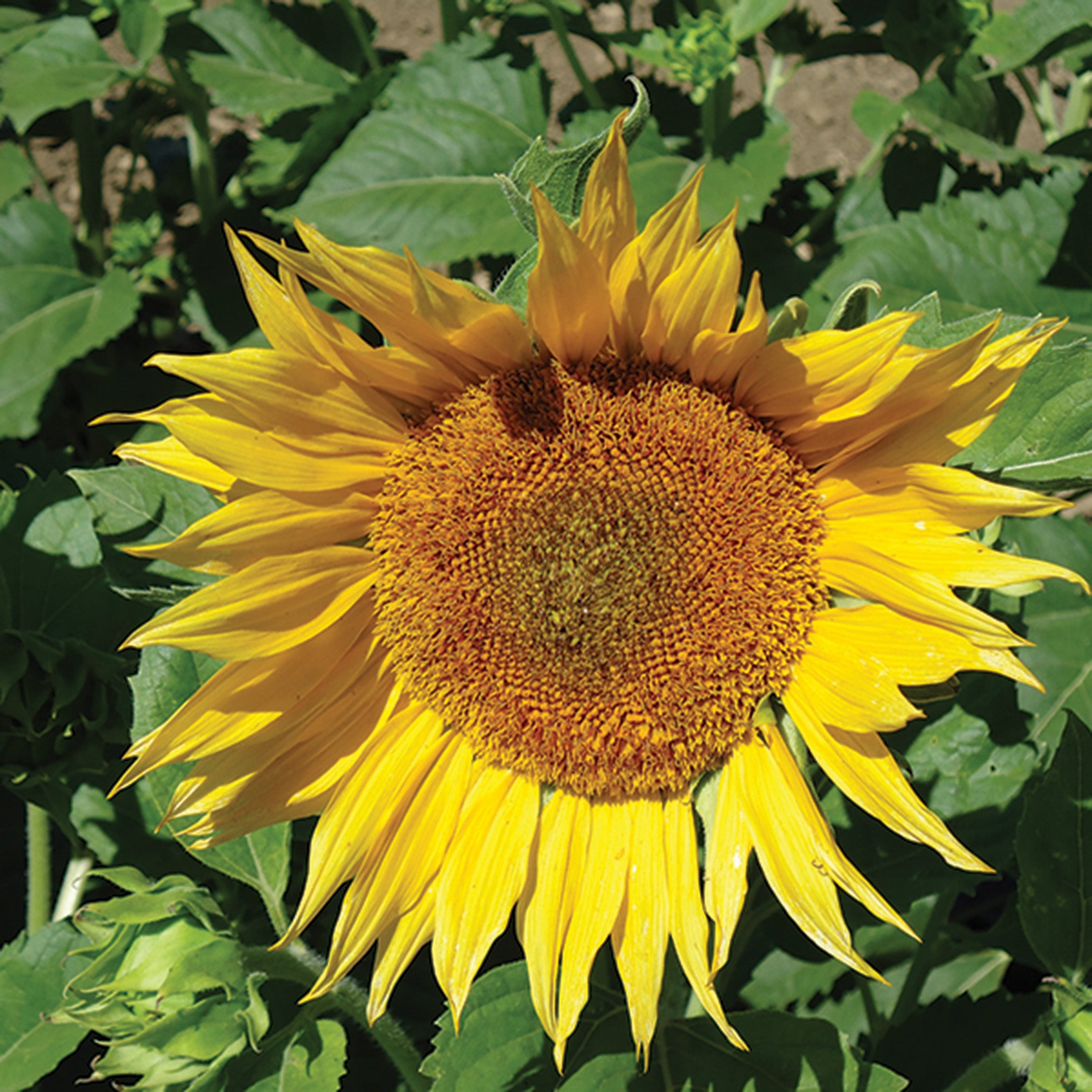 Sunflower, Super Snack Mix